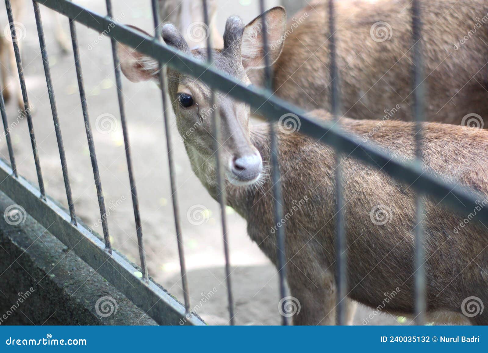 Bawean Deer, a Deer on Bawean Island in the Middle of Java, the Deer are Eating Kale and Grass