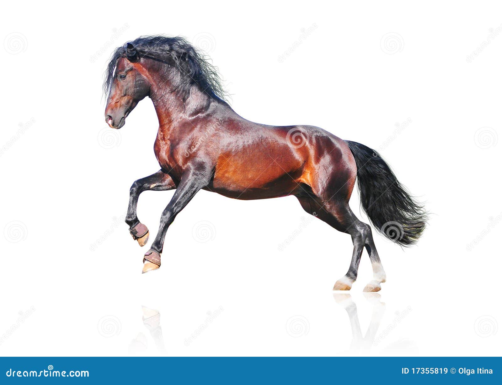 Bay Andalusian Horse Isolated Stock Image Image of mammal, fastest