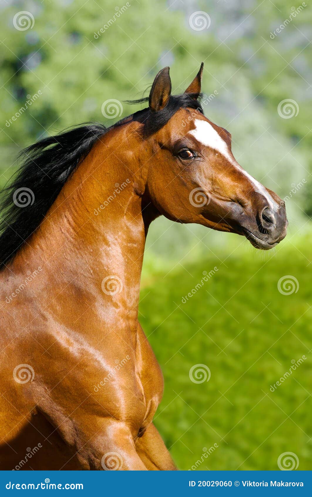 Bay Arabian Horse Portrait in Motion Stock Photo Image of light