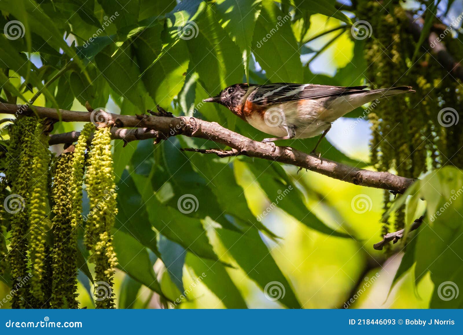 bay-breasted warbler resting on a branch