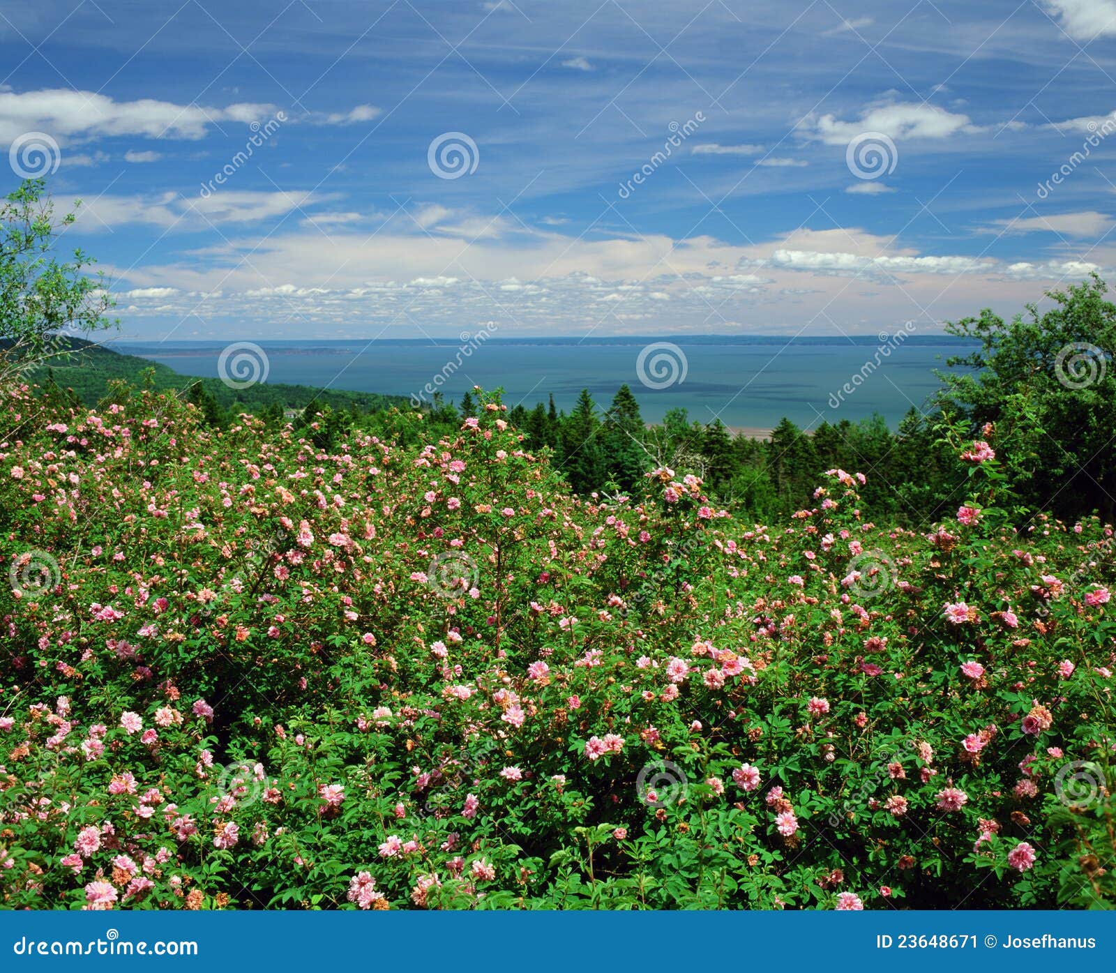 2,640 Fotos de Stock de Fundy - Fotos de Stock Gratuitas e Sem