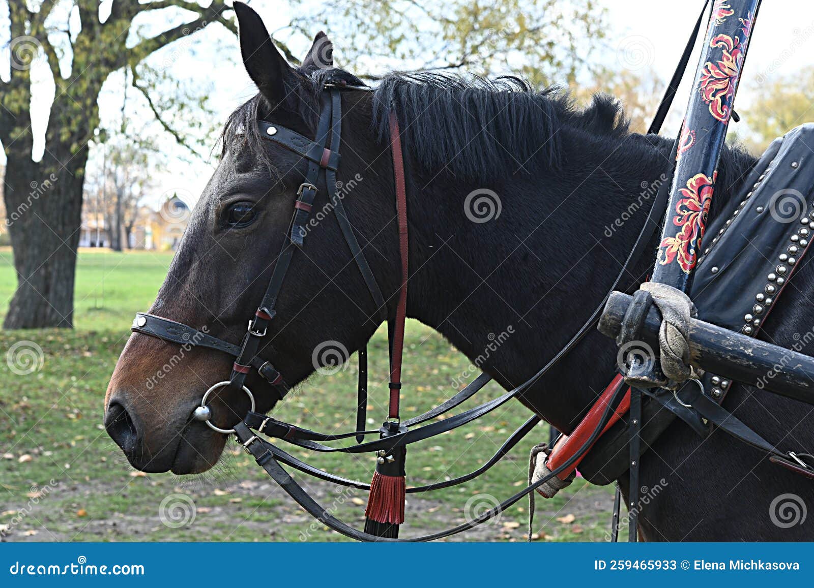 Bay Harnessed Horse Turns Its Head Close Up Stock Image Image of ride