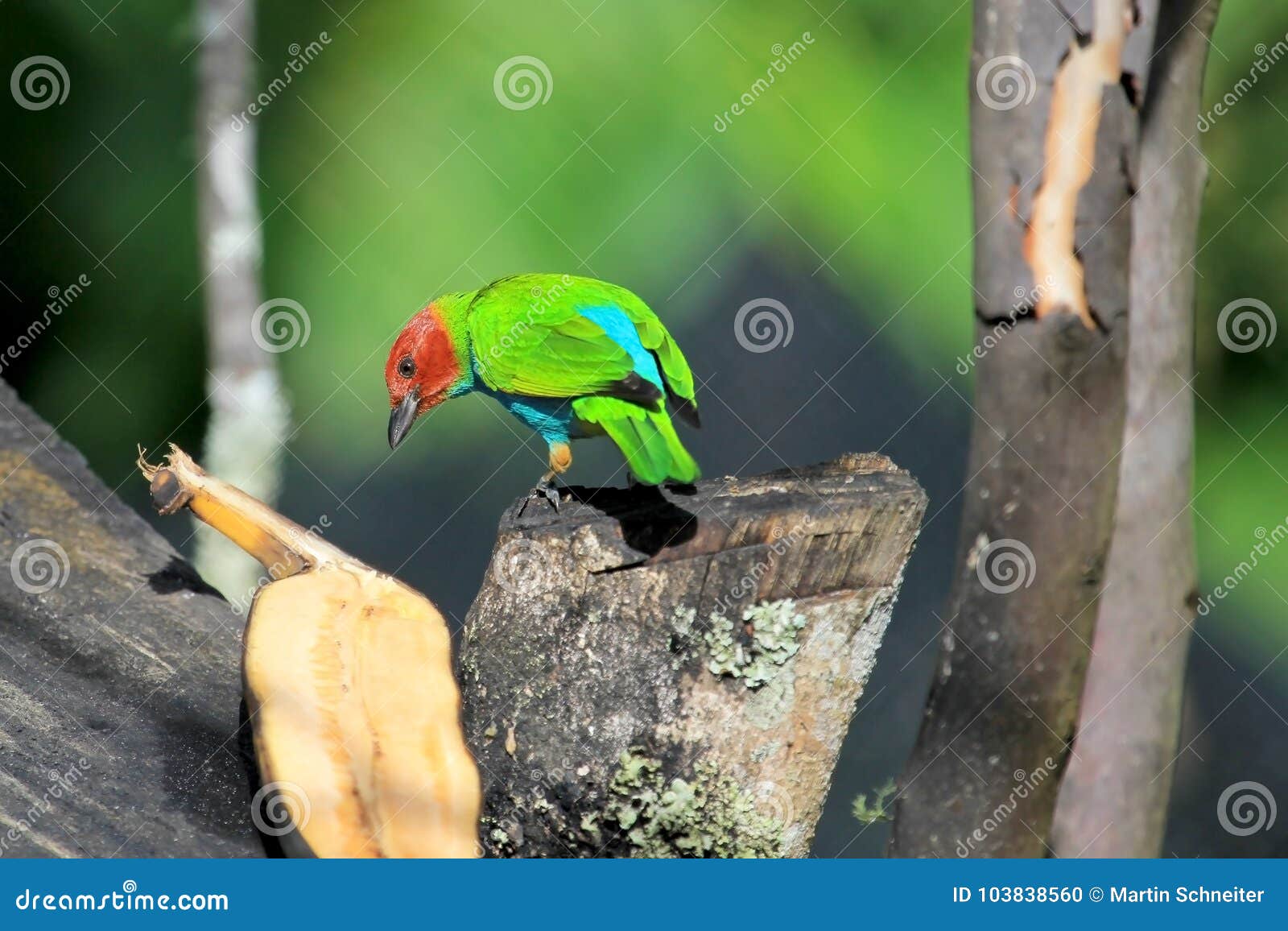 bay-headed tanager, tangara gyrola toddi, beautiful red green and blue songbird, el jardin, colombia