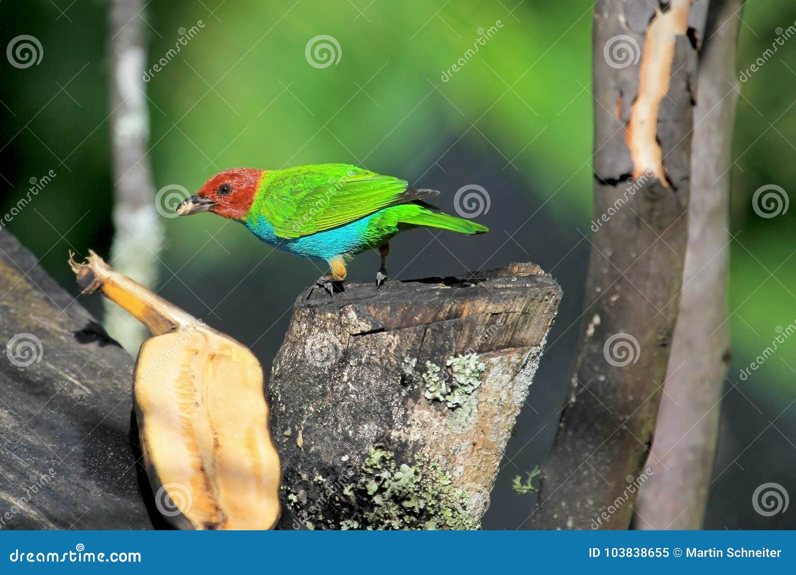 bay-headed tanager, tangara gyrola toddi, beautiful red green and blue songbird, el jardin, colombia