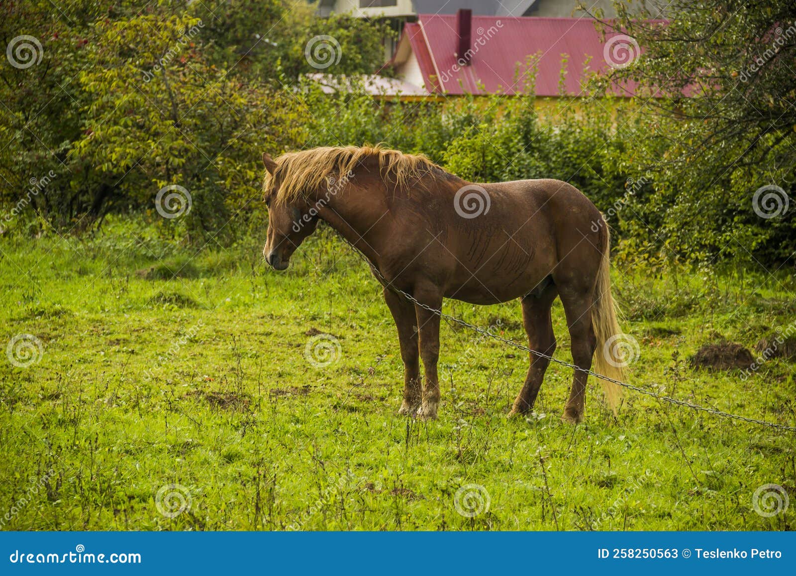 A Bay Horse on the Backyard Stock Image - Image of paddock, pets: 258250563