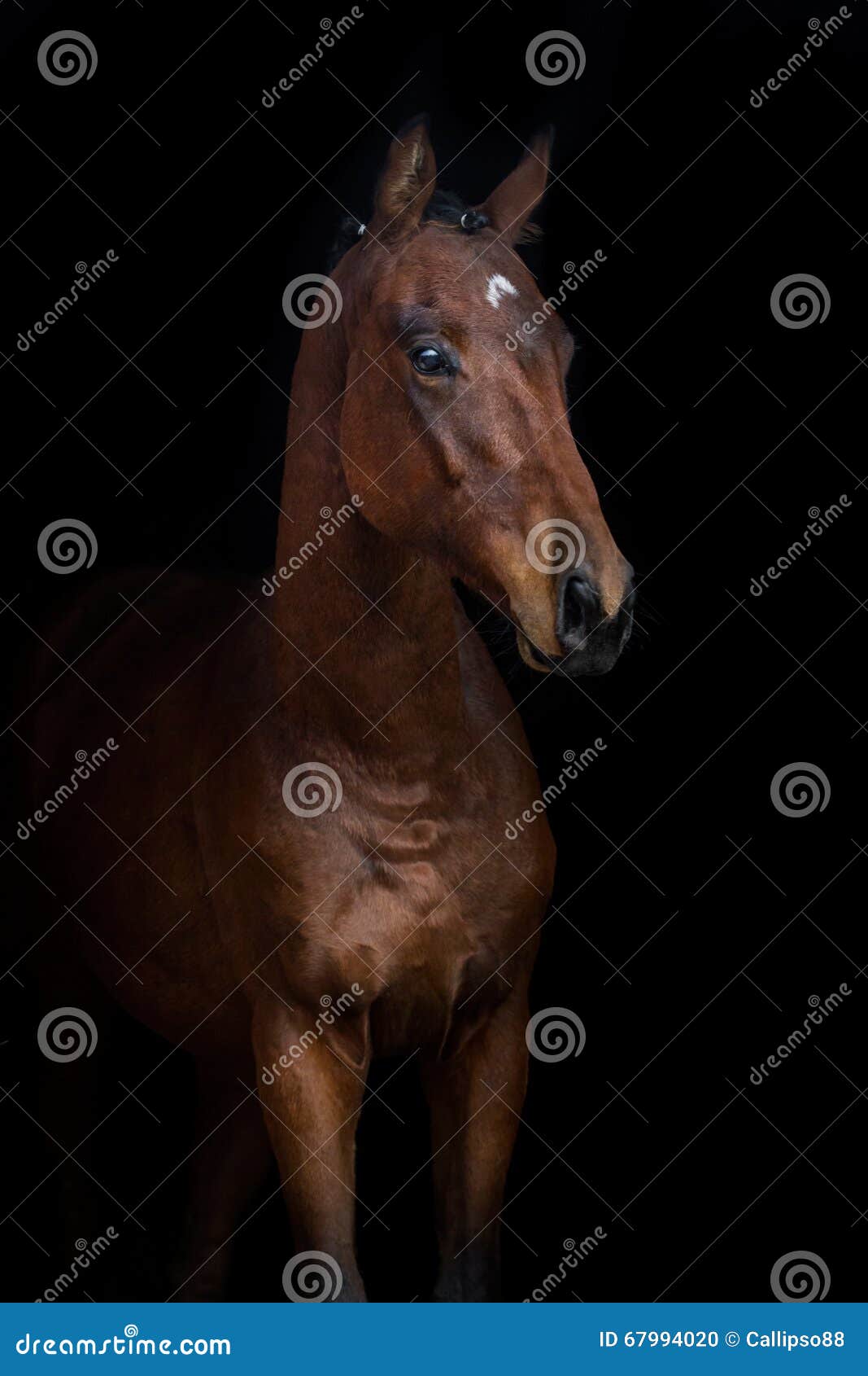 Bay horse on black stock photo. Image of dressage, hair 67994020