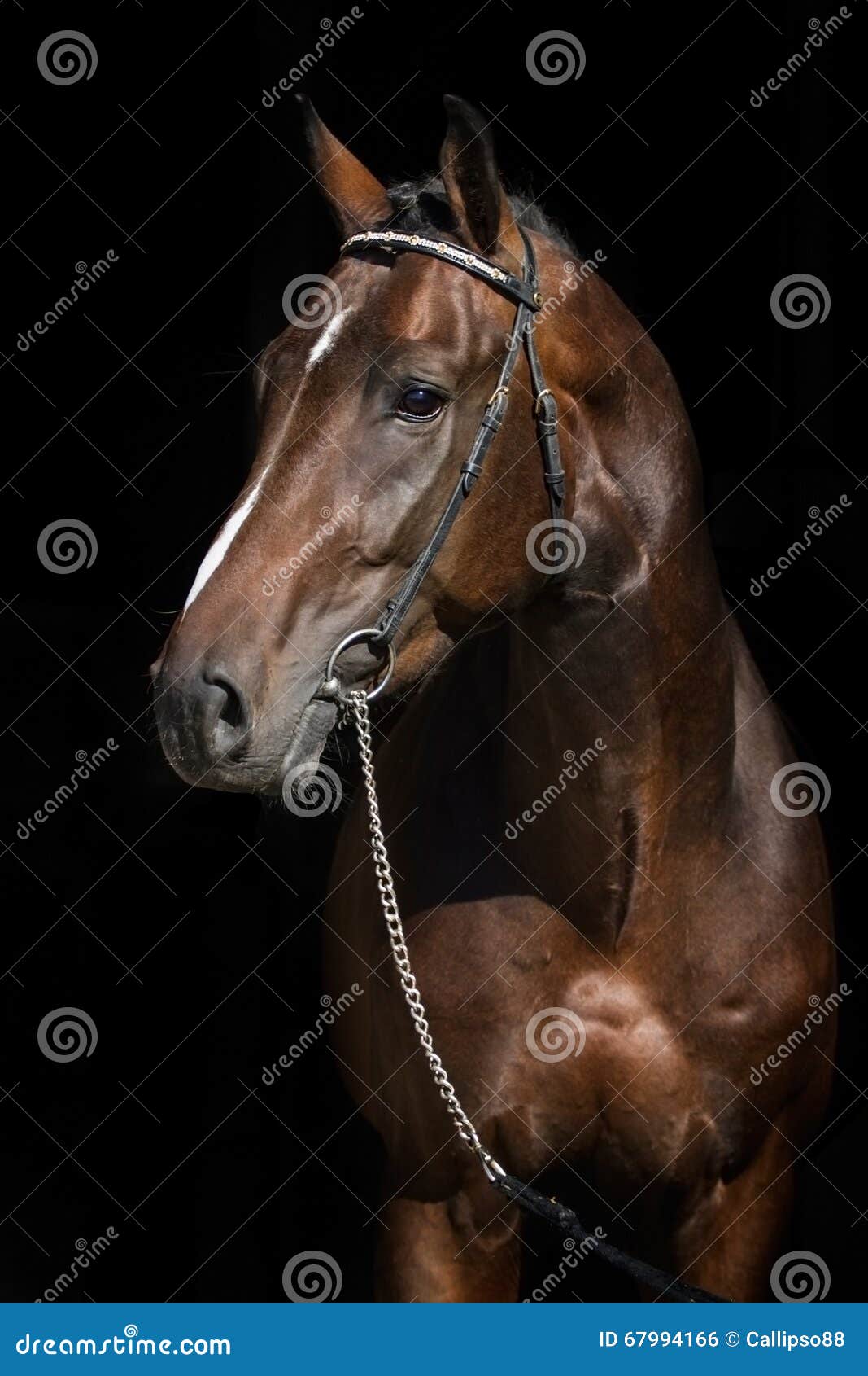 Bay horse on black stock photo. Image of nature, dressage 67994166