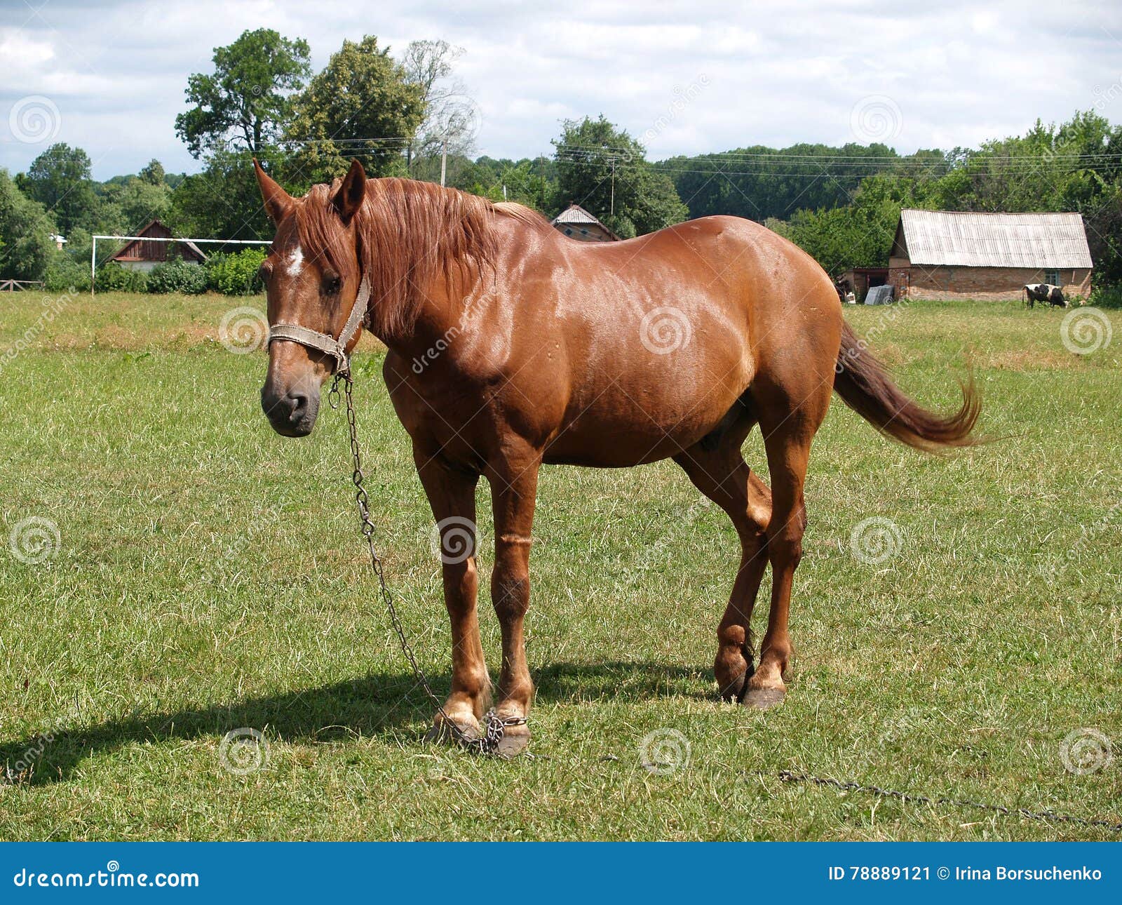 Bay Horse Costs on a Meadow Stock Image Image of summer, landscape