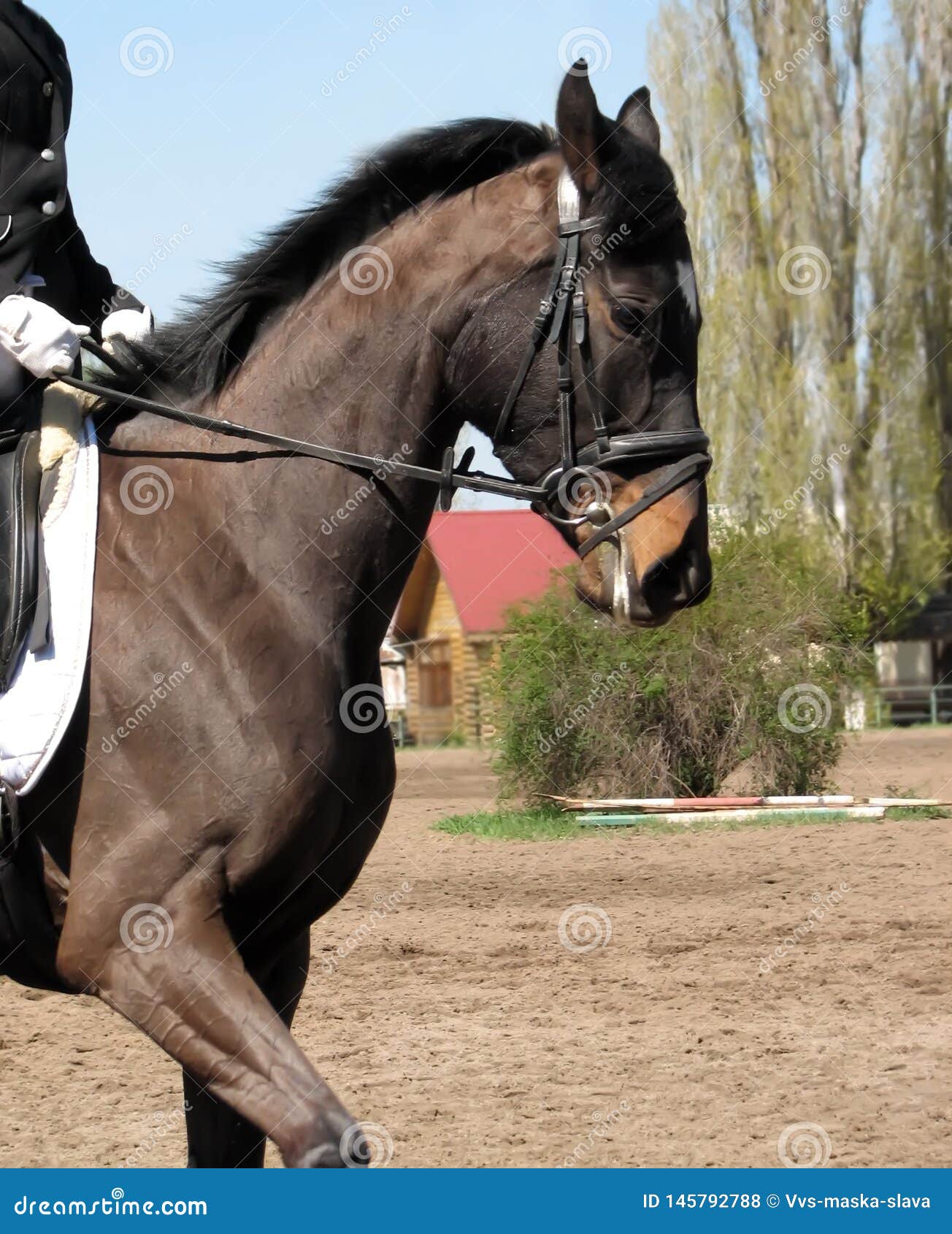 a bay horse is driven by a rider