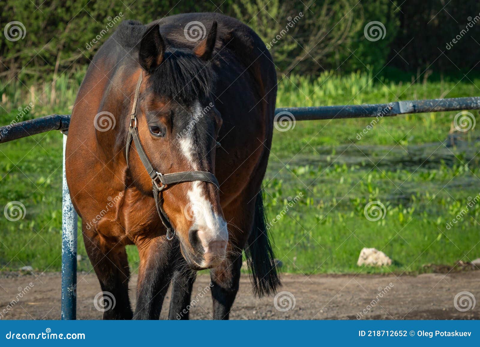 Bay Horse on a Farm on a Sunny Day. Stock Photo Image of domestic