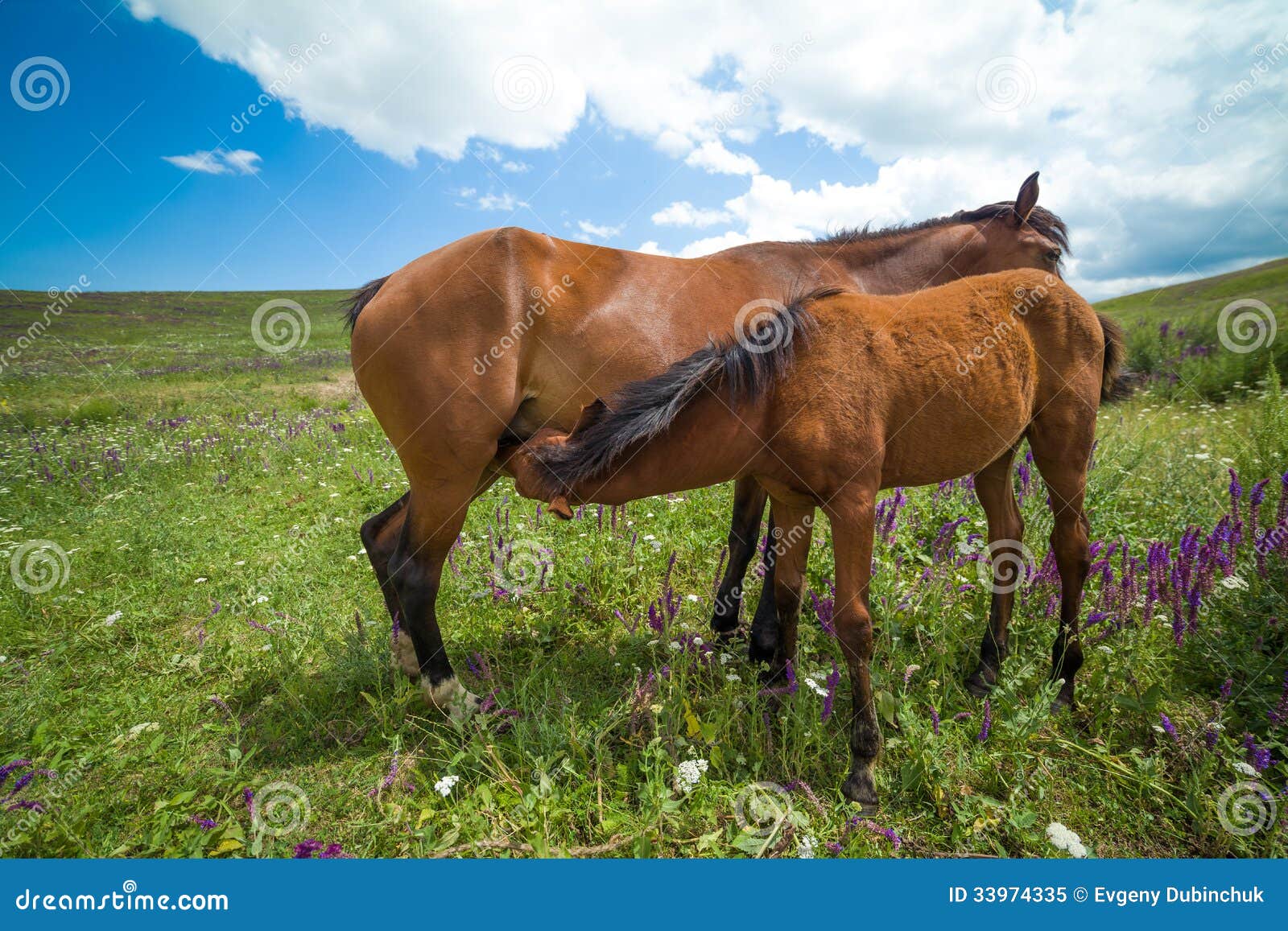Bay horse feeding foal stock image. Image of kyrgyzstan 33974335