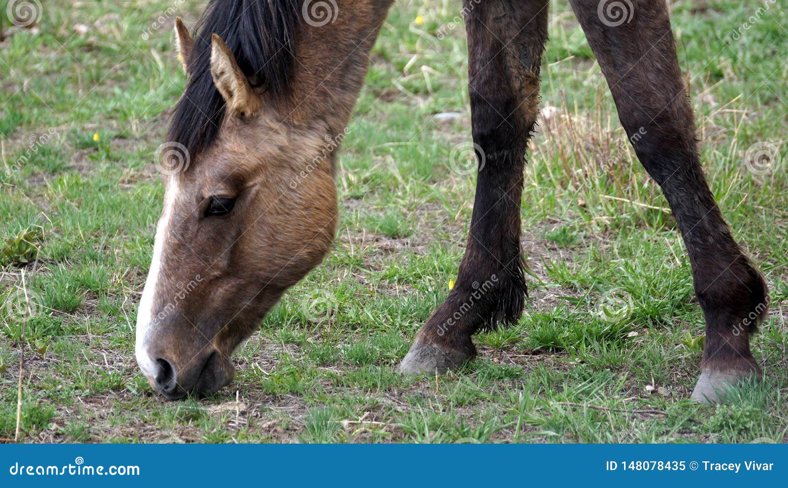 bay horse head and fore legs, grazing