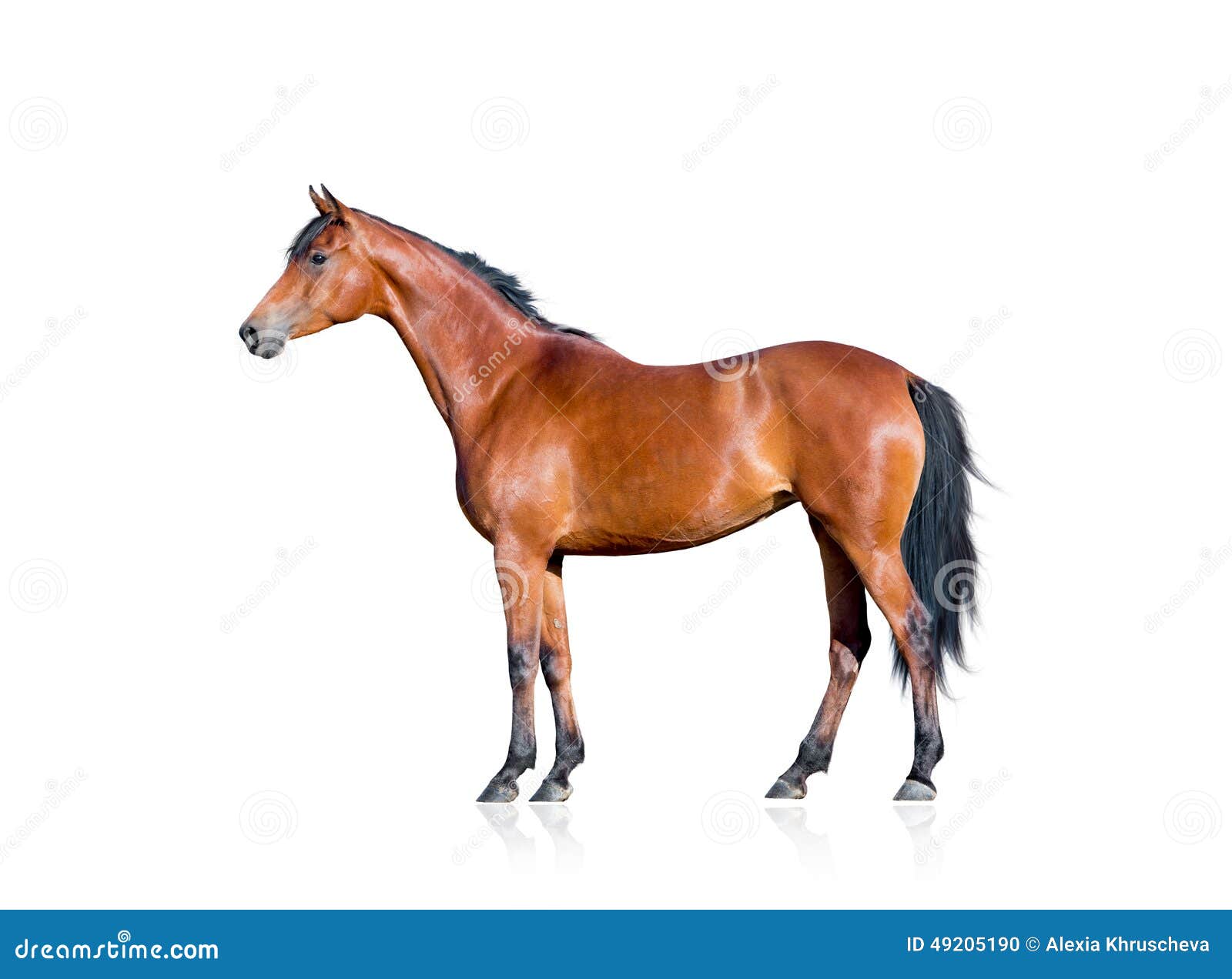Bay Horse Standing Isolated White Background Stock Photo by ©kwadrat70  206585414