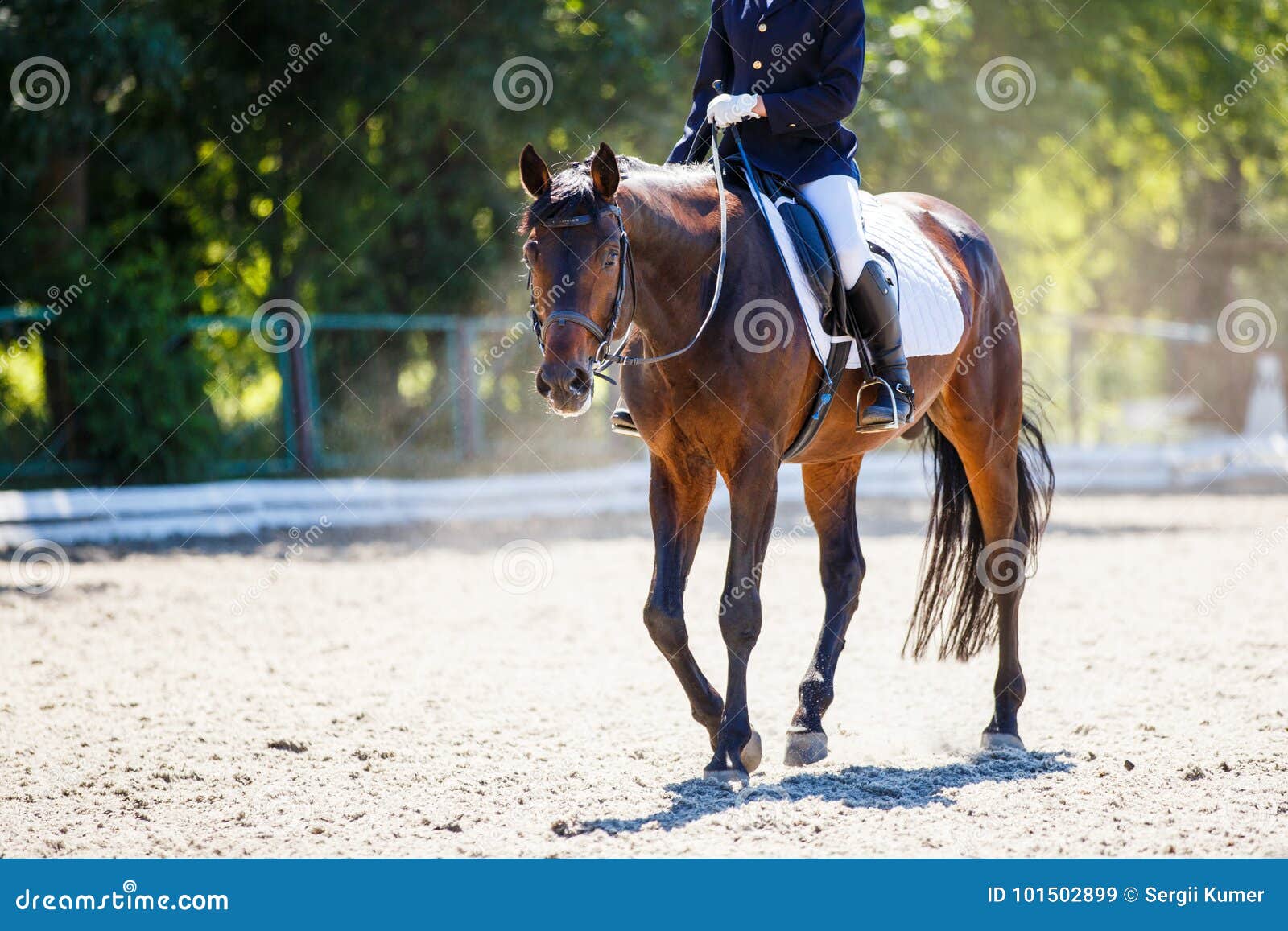bay horse with rider walking on dressage contest