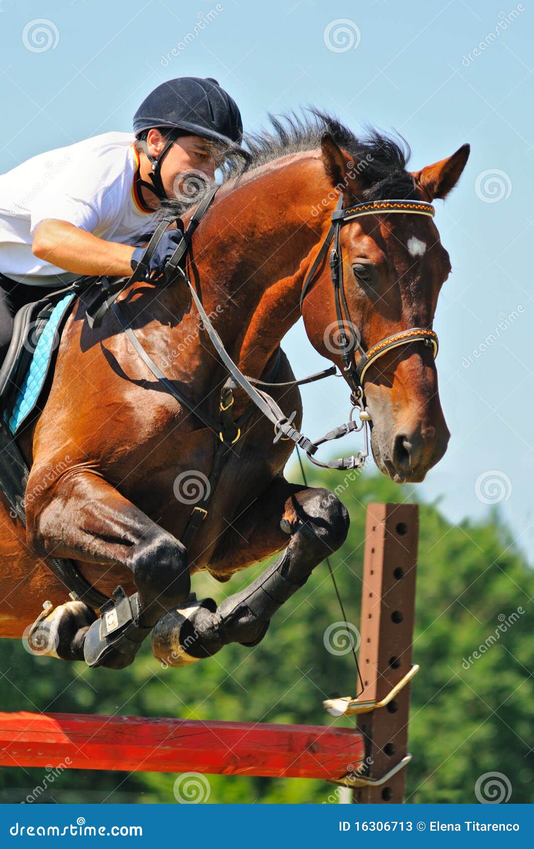 Bay Horse and Rider Over a Jump Stock Image Image of hurdle, equine