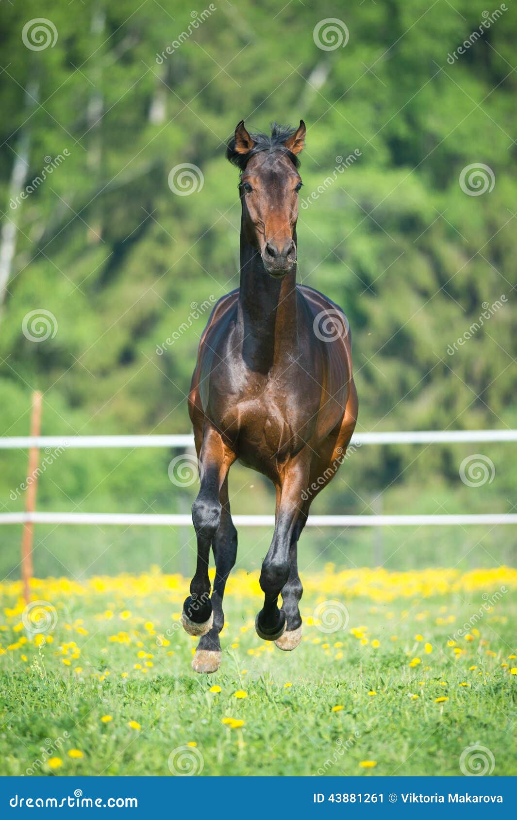 Bay Horse Runs Gallop on the Meadow Stock Image Image of freedom