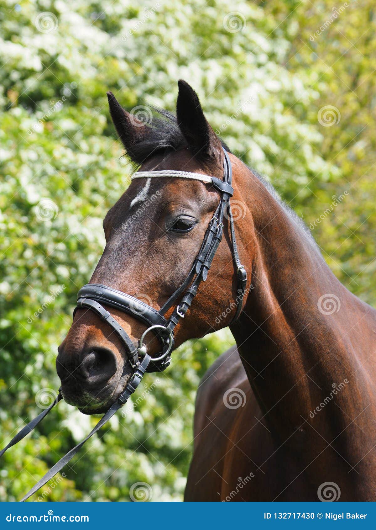 Bay Horse in Snaffle Bridle Stock Photo Image of bridle, shot 132717430
