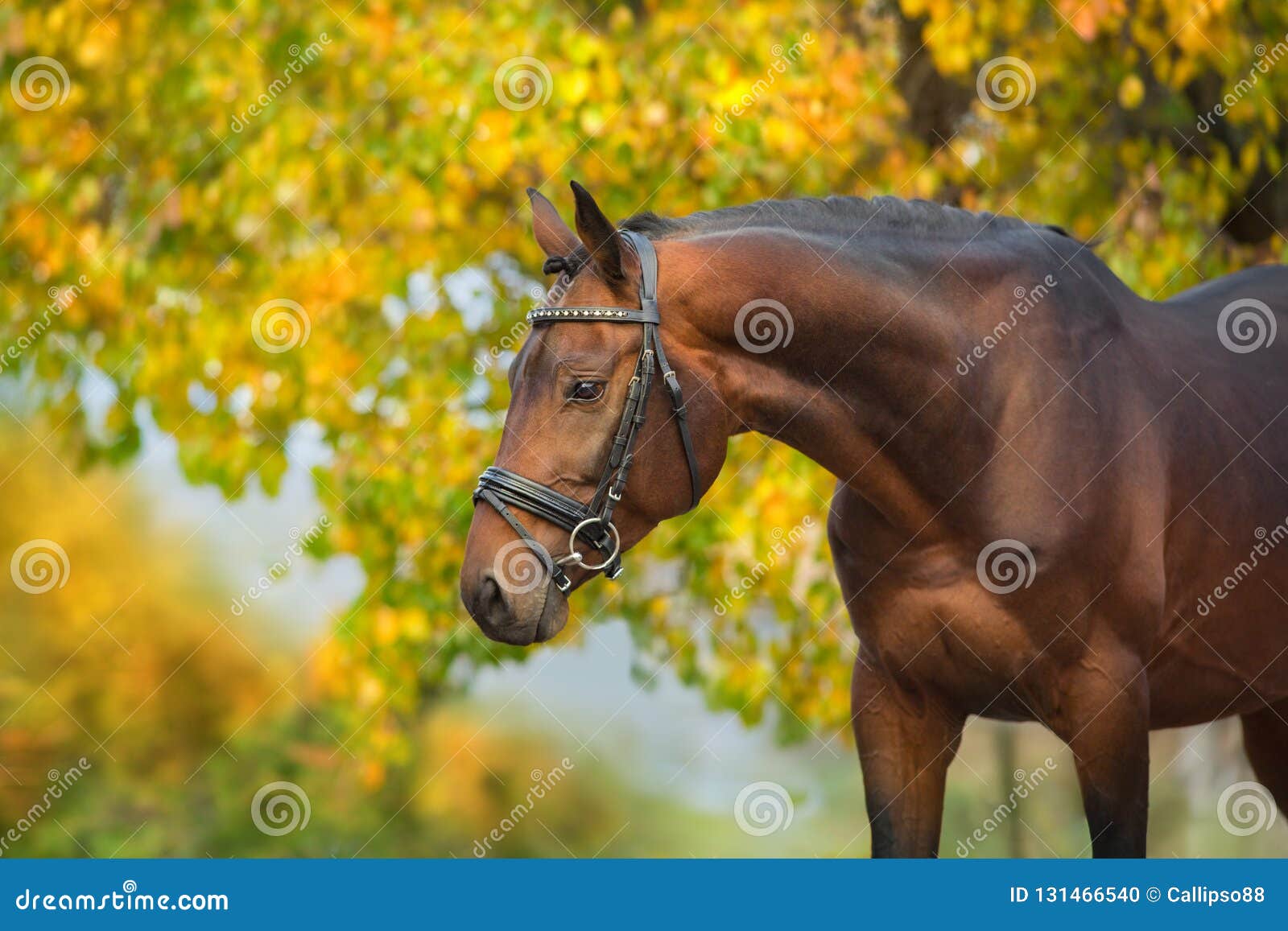 bay horses in bridle