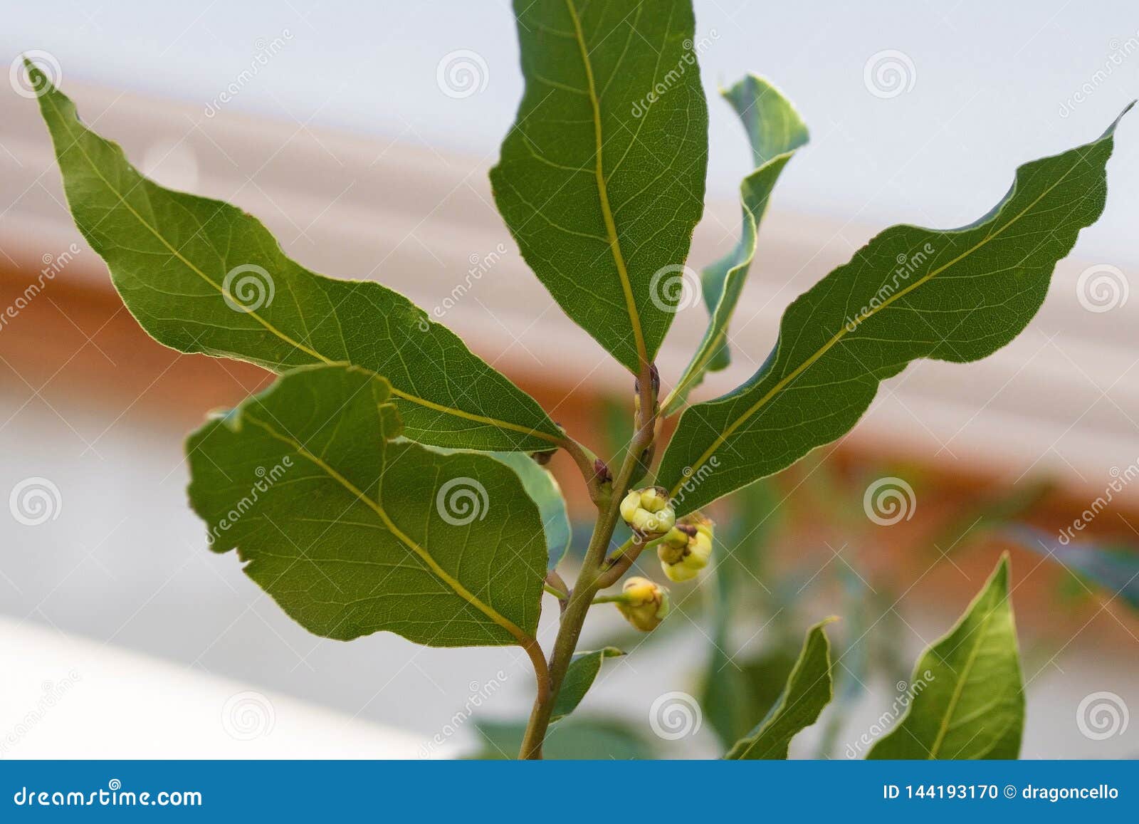Bay Laurel Flower Buds stock photo. Image of lauraceae 144193170