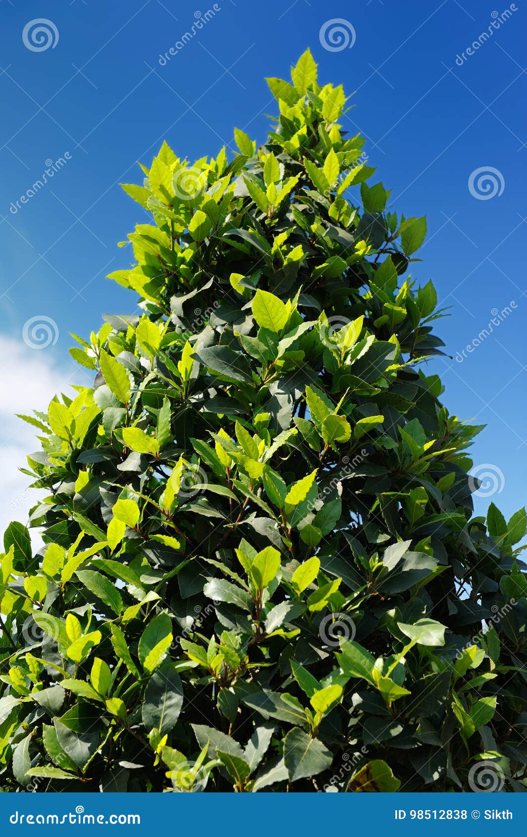 bay laurel laurus nobilis tree