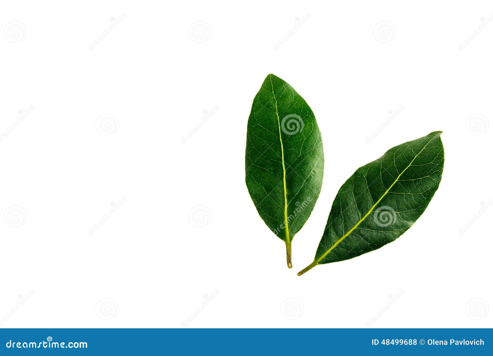 Bay laurel leaves stock photo. Image of plant, leaves 48499688