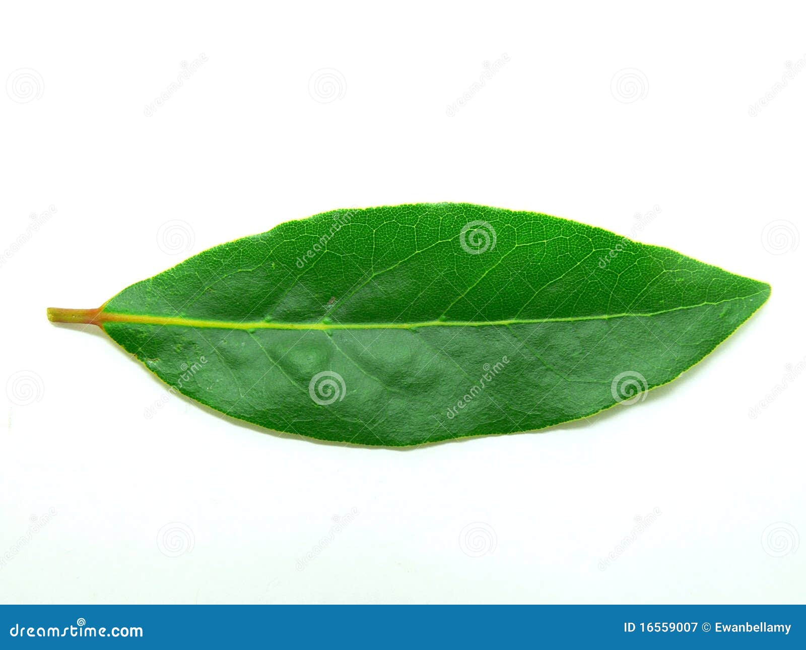 Bay Leaf RoyaltyFree Stock Photo 16559007
