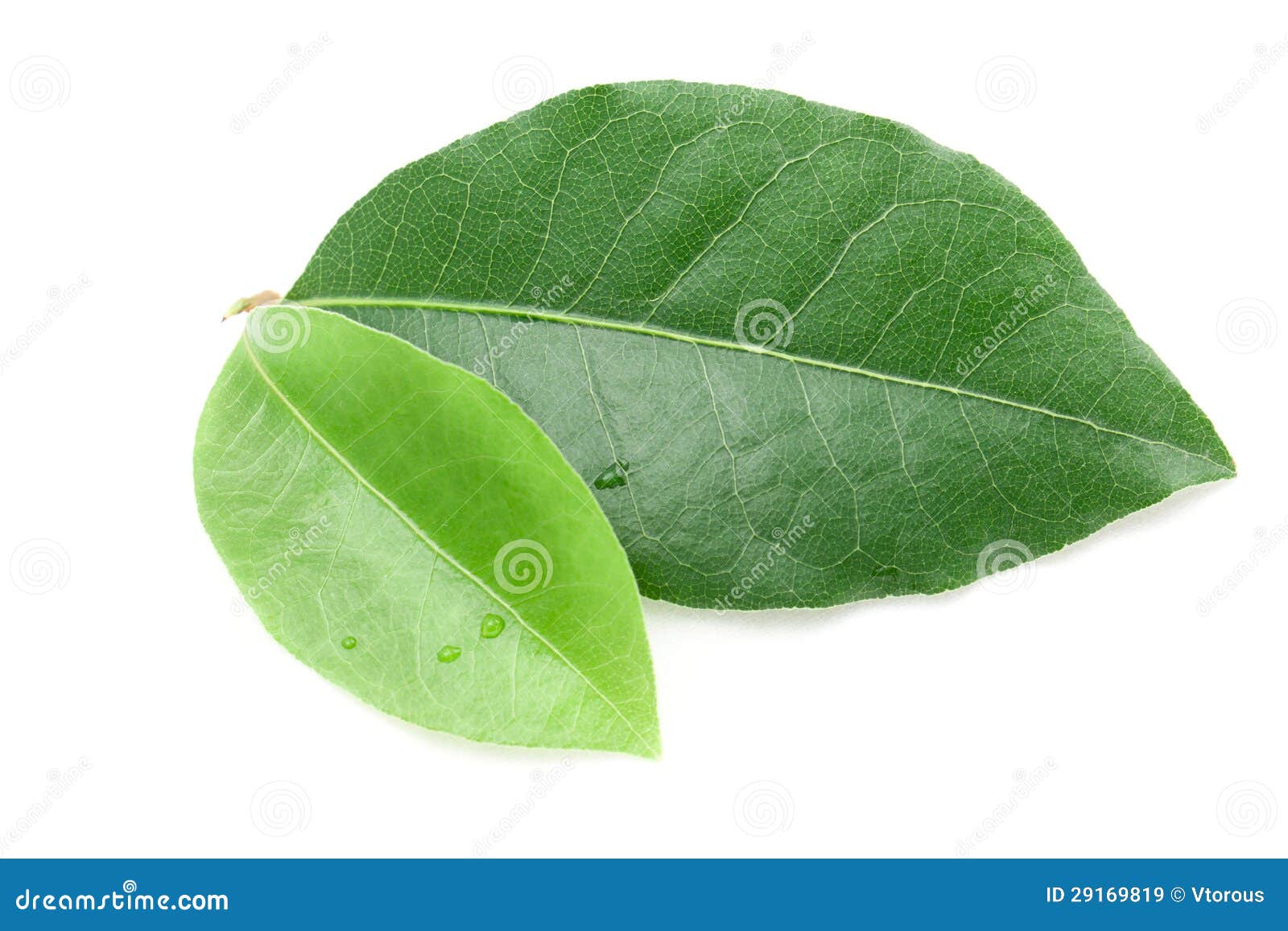Bay leaf stock image. Image of flat, water, closeup, vibrant 29169819