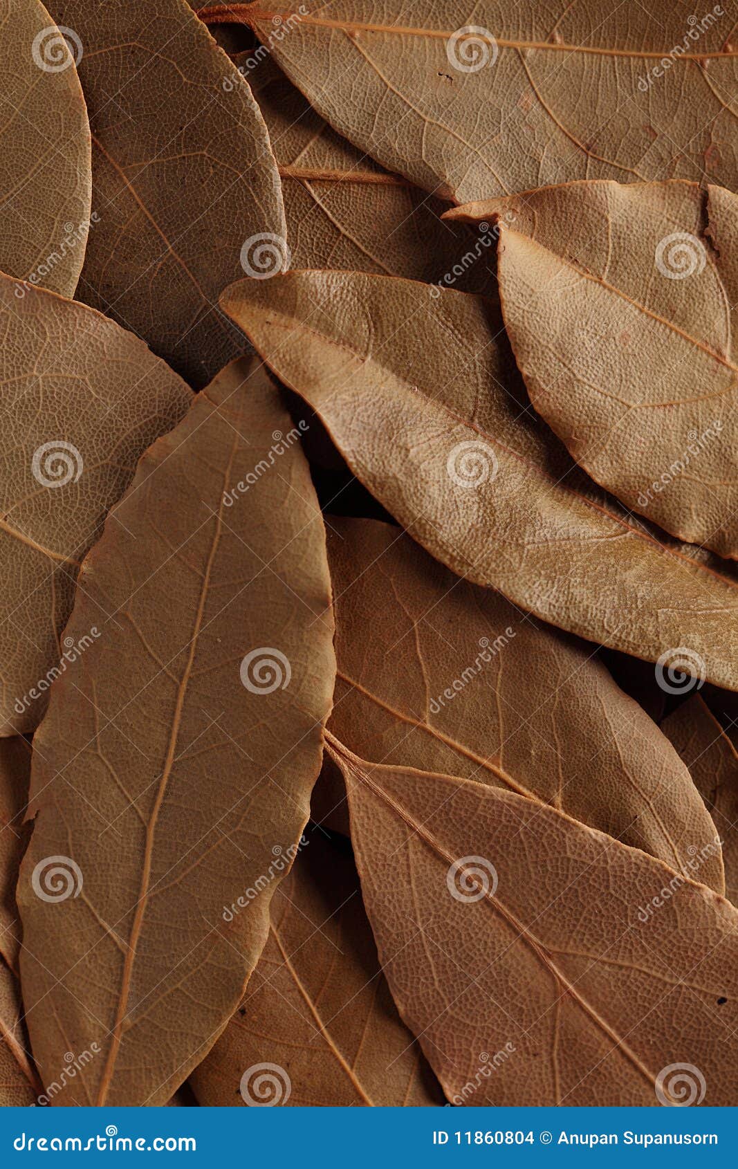 Bay leaf, dried herb stock photo. Image of isolated, natural 11860804