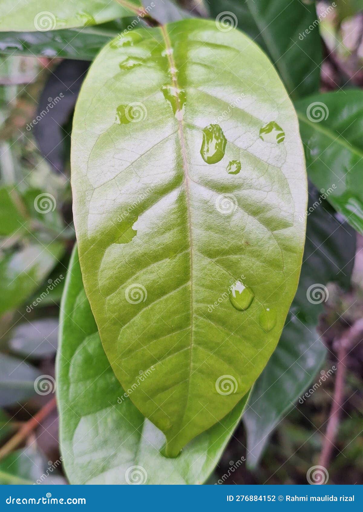 Bay leaf green tree fresh stock photo. Image of nature 276884152