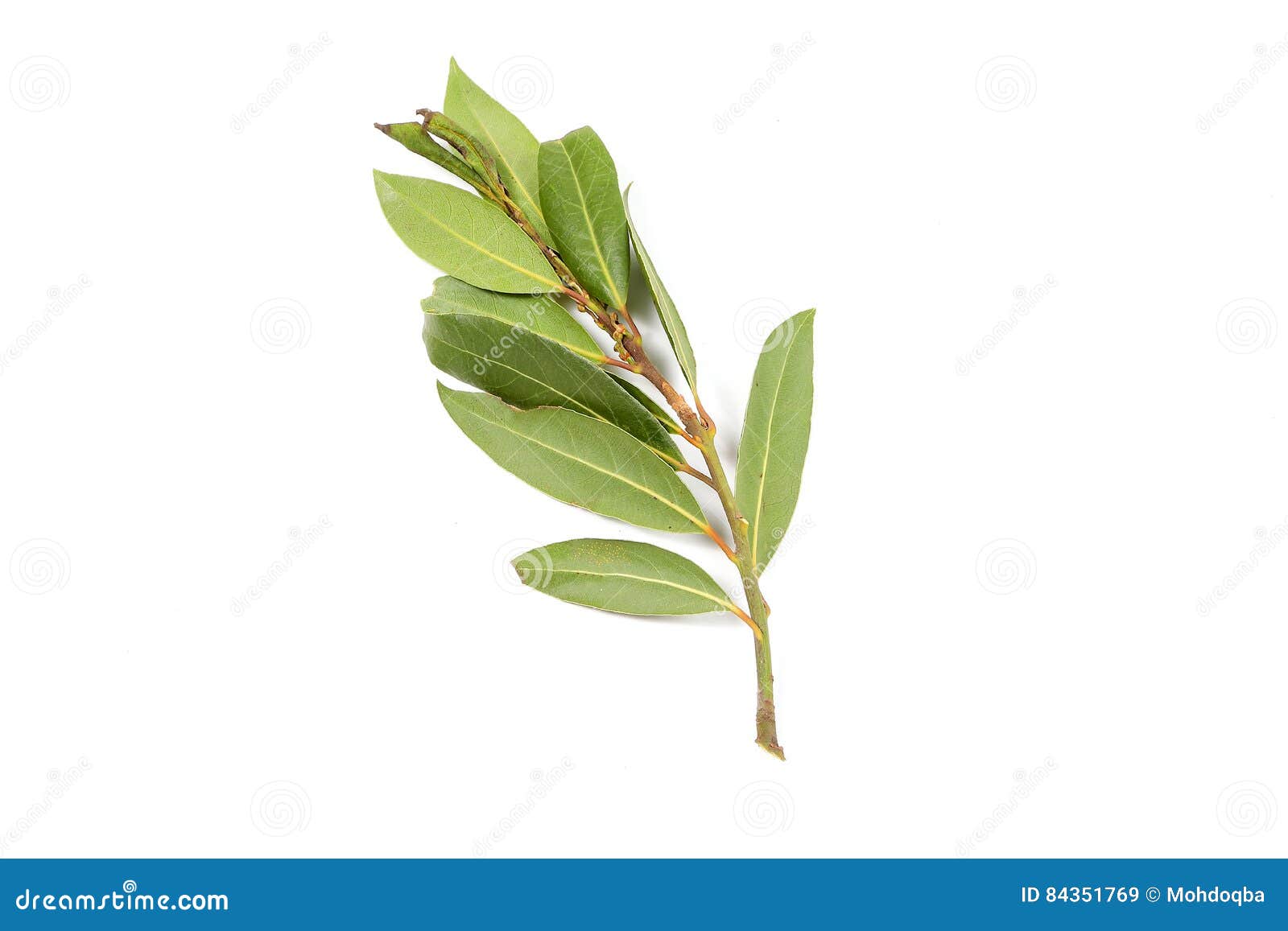 Bay leaf herb spice stock image. Image of aromatic, seasoning 84351769