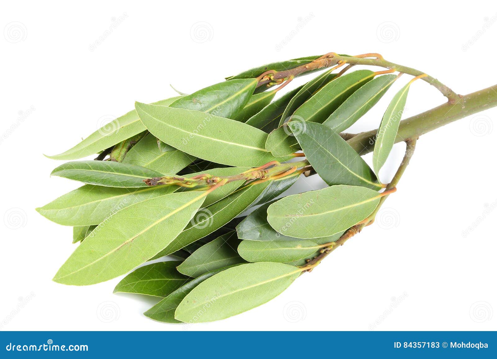 Bay leaf herb spice stock image. Image of laurel, seasoning 84357183