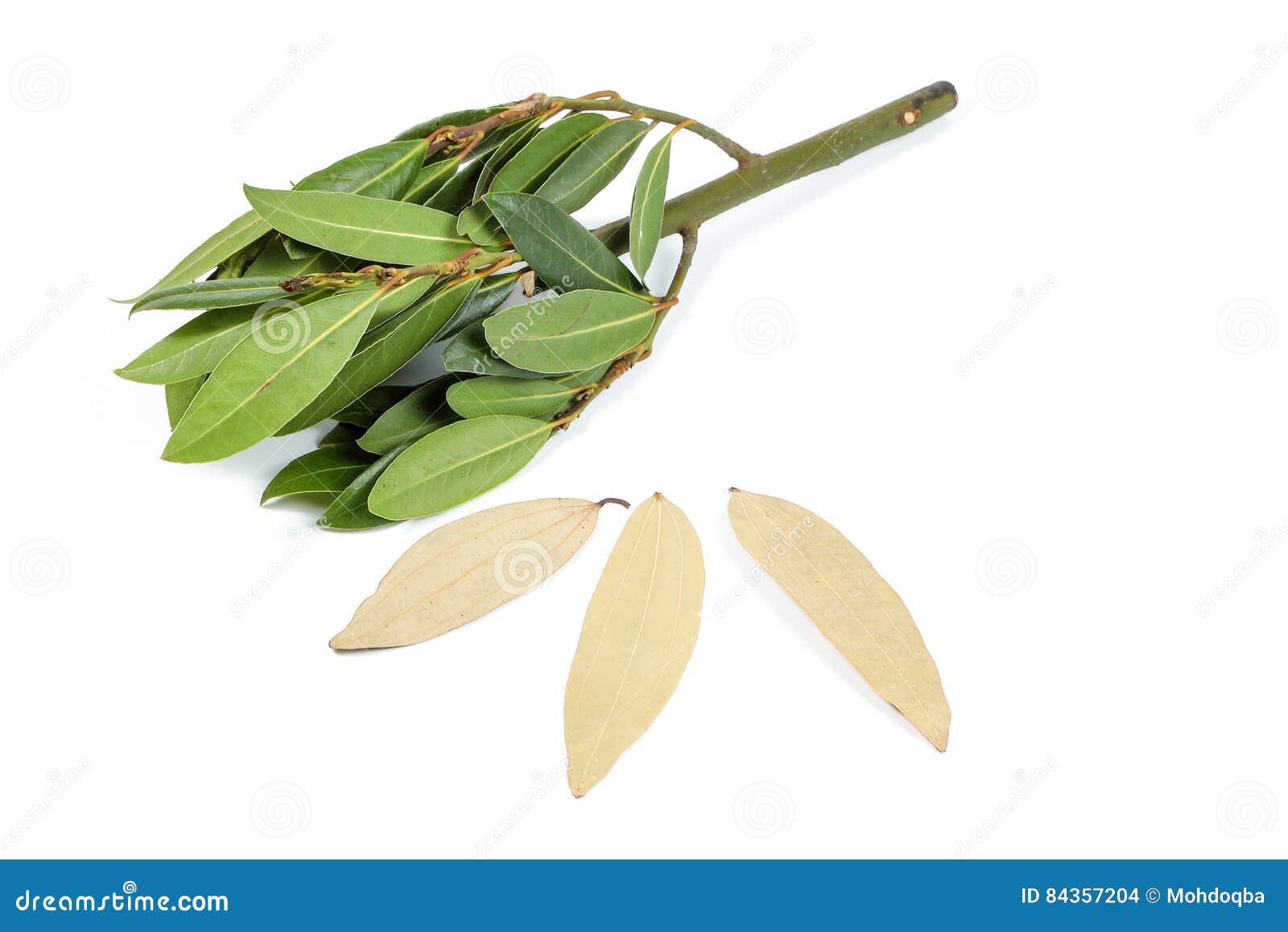 Bay leaf herb spice stock photo. Image of evergreen, spice 84357204