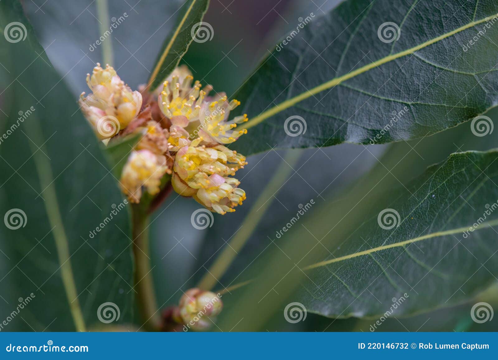 bay leaf, laurus nobilis, leaves and yellow-green flowers