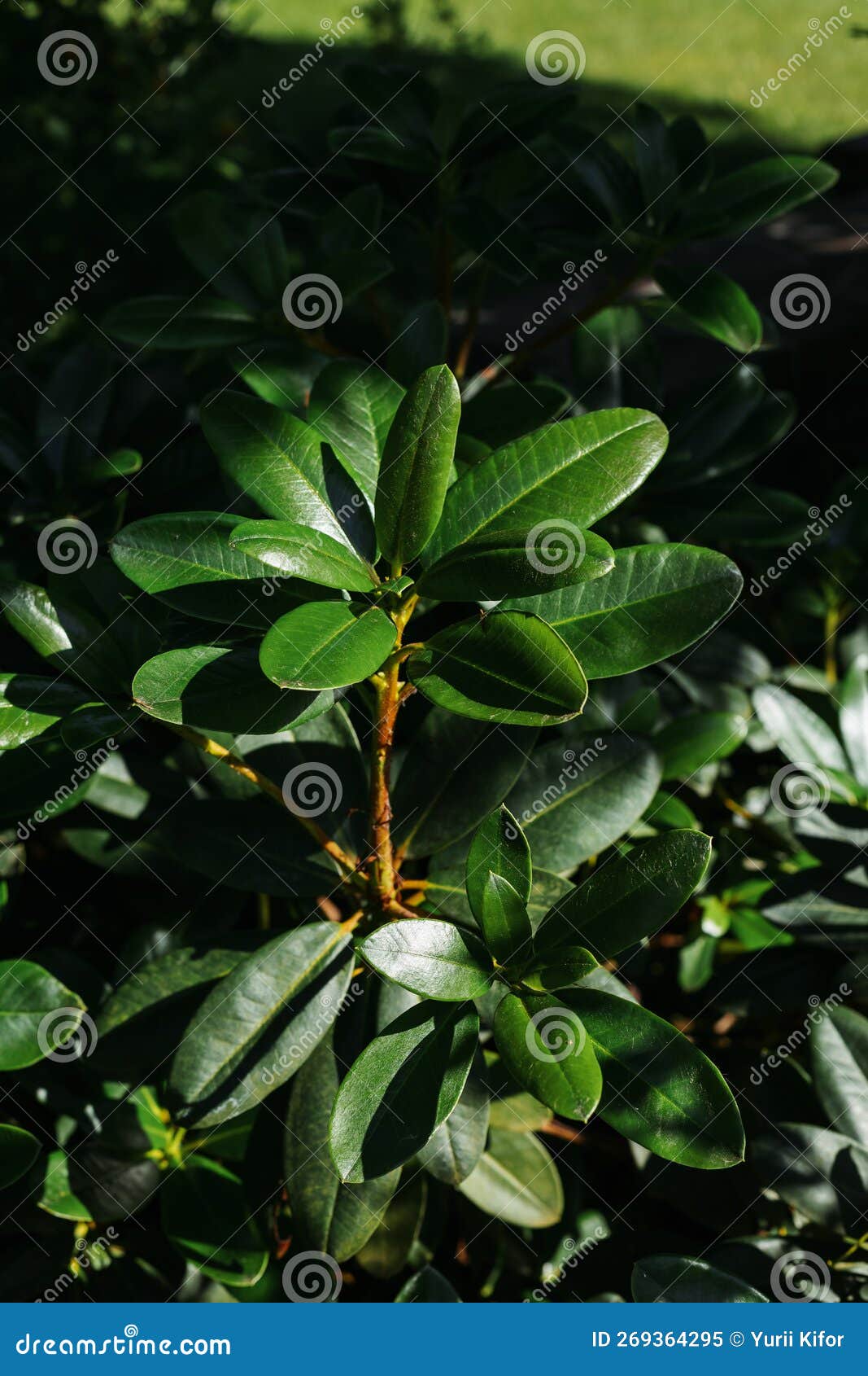 Bay Leaf in the Park. Landscaping Stock Image Image of leaf