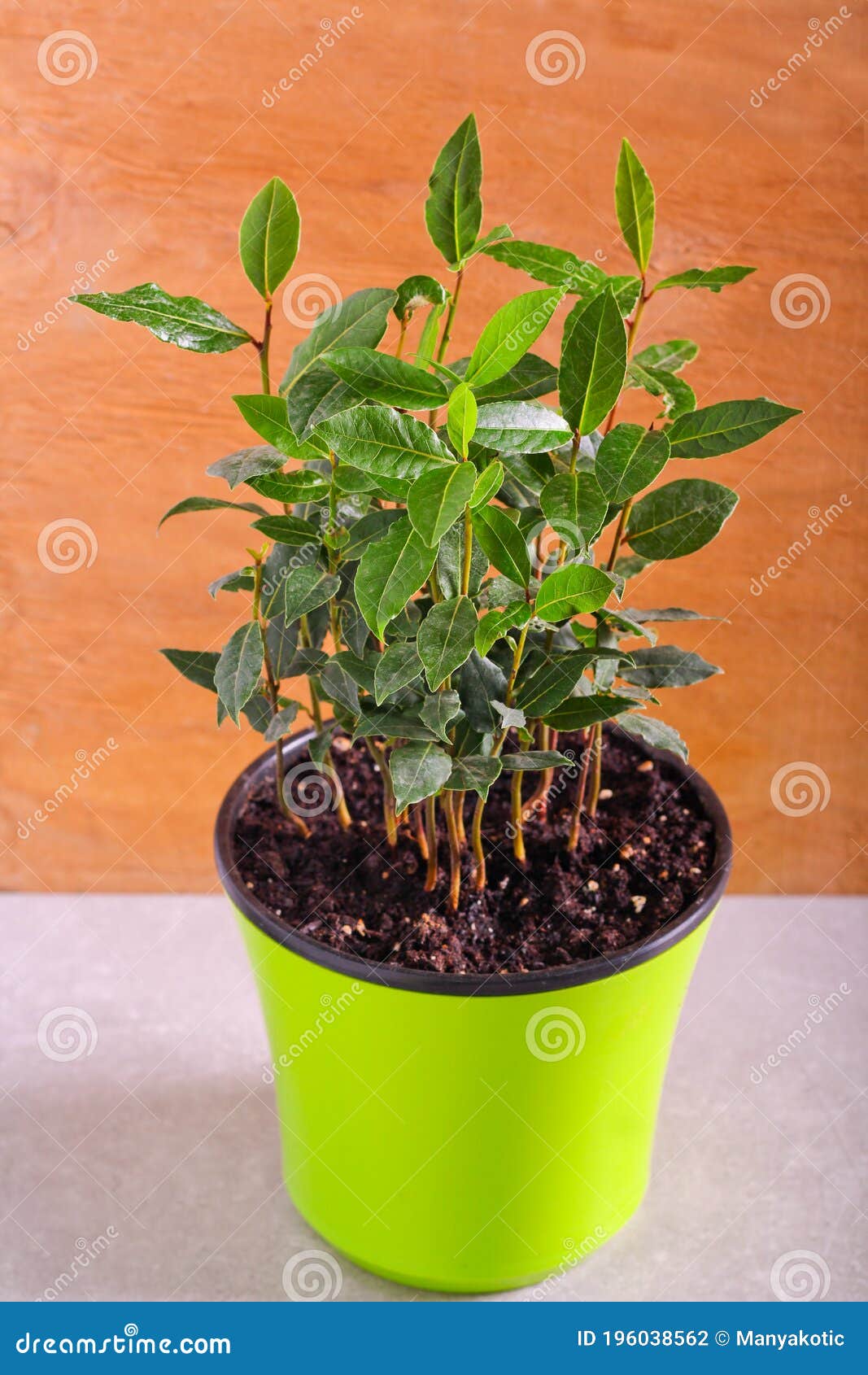 Bay leaf plant stock photo. Image of growing, garden 196038562
