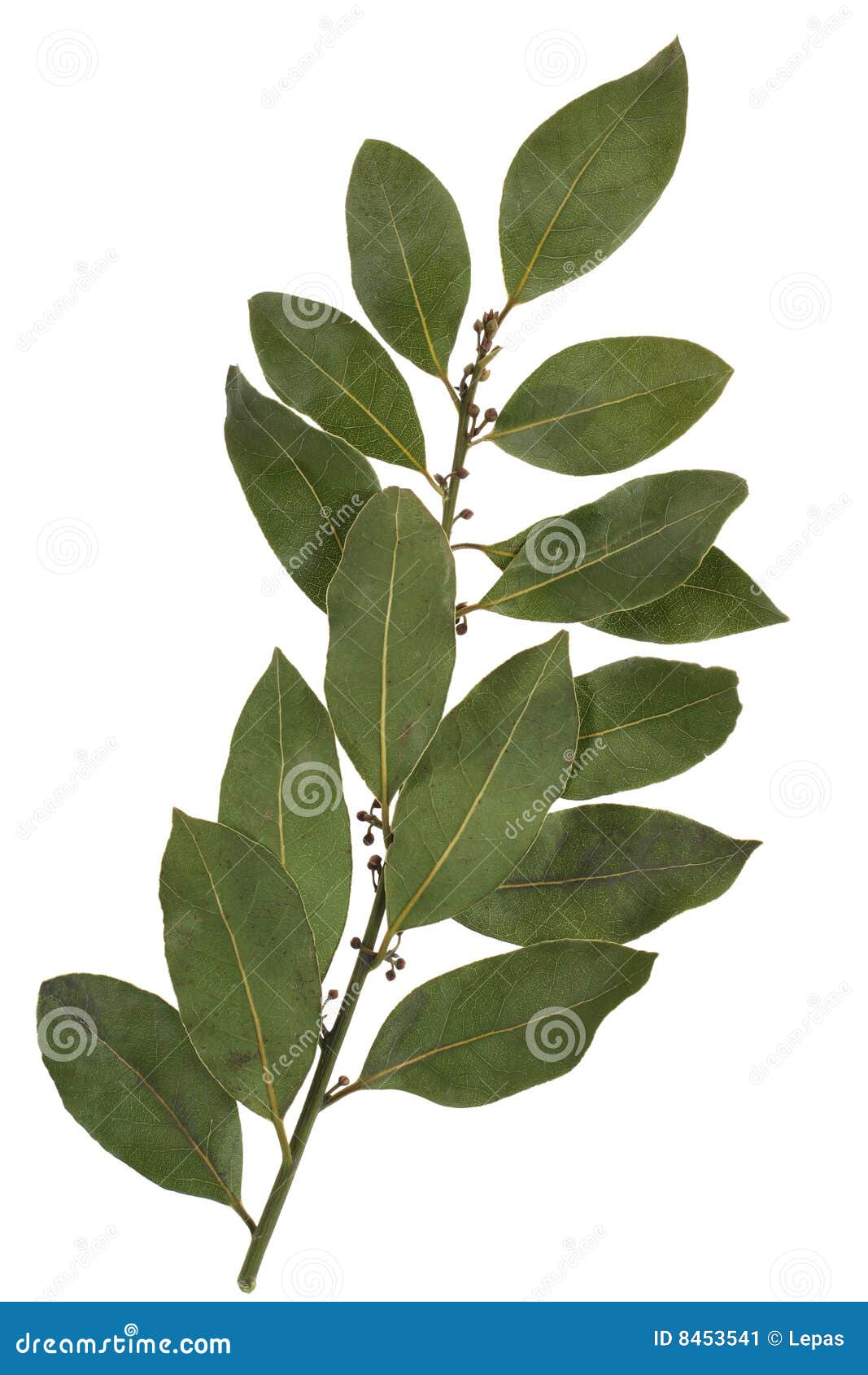 Bay leaf spice stock image. Image of dried, plant, leaf 8453541