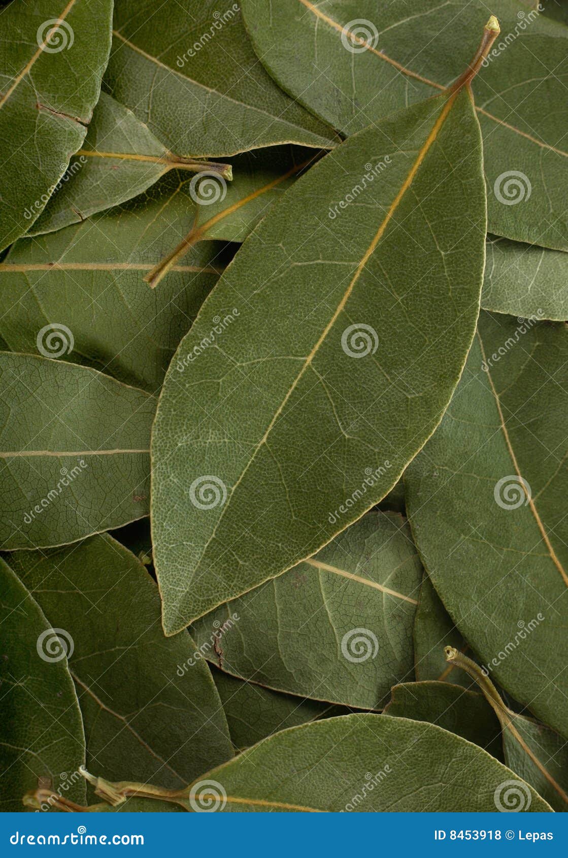 Bay leaf spice stock photo. Image of herb, dried, closeup 8453918