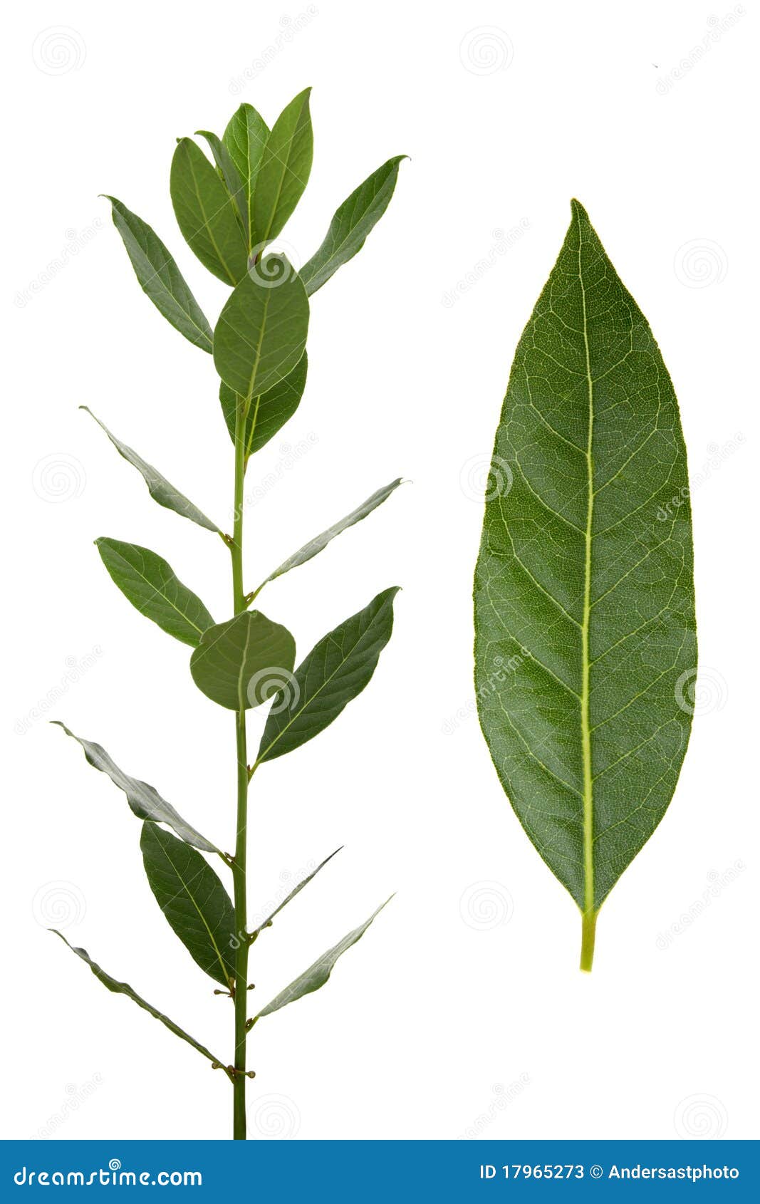 Bay Leaves stock image. Image of seasoning, close, white 17965273