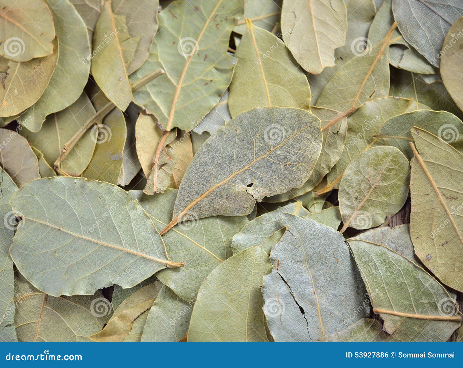 Bay leaves stock photo. Image of flavour, closeup, flavor 53927886