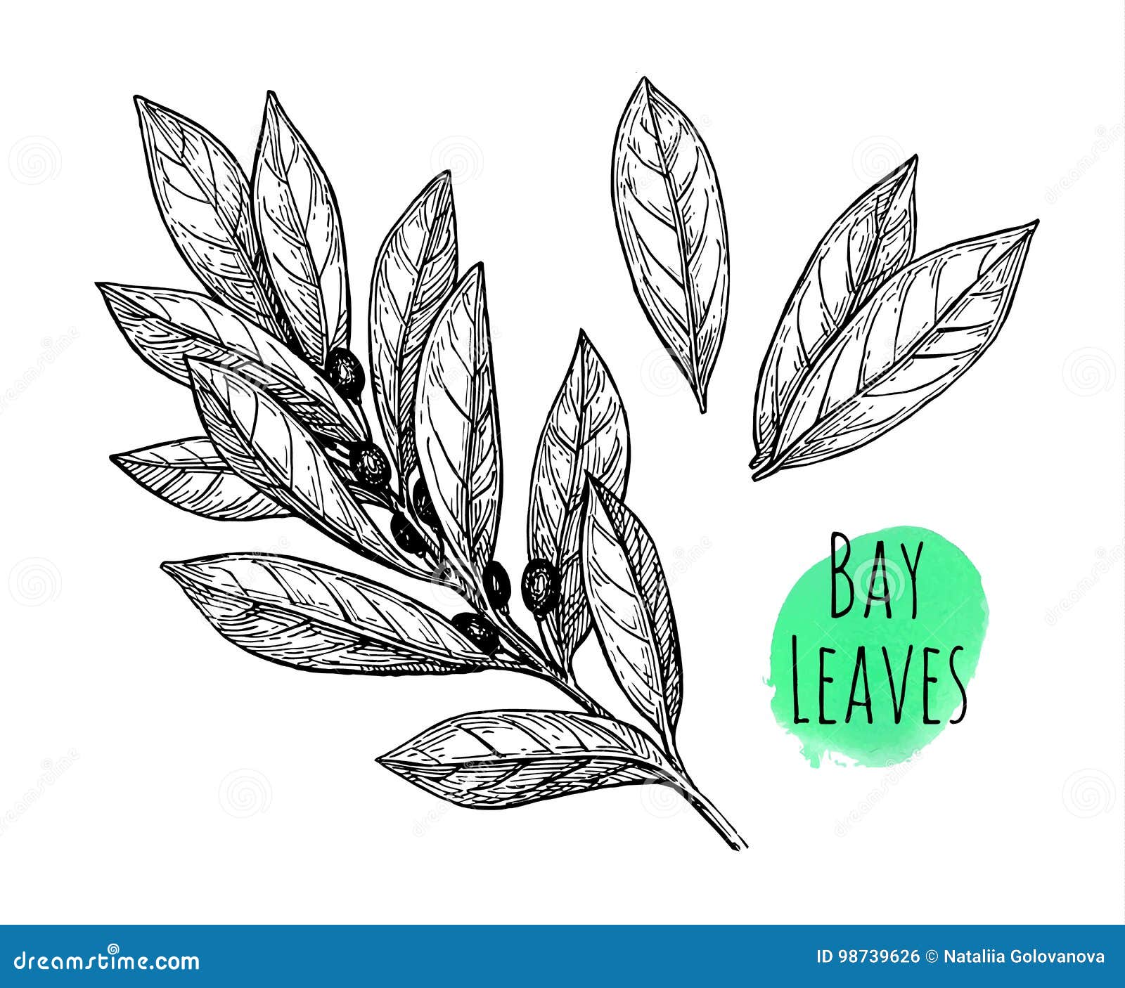Bay leaves set. stock vector. Illustration of botany 98739626