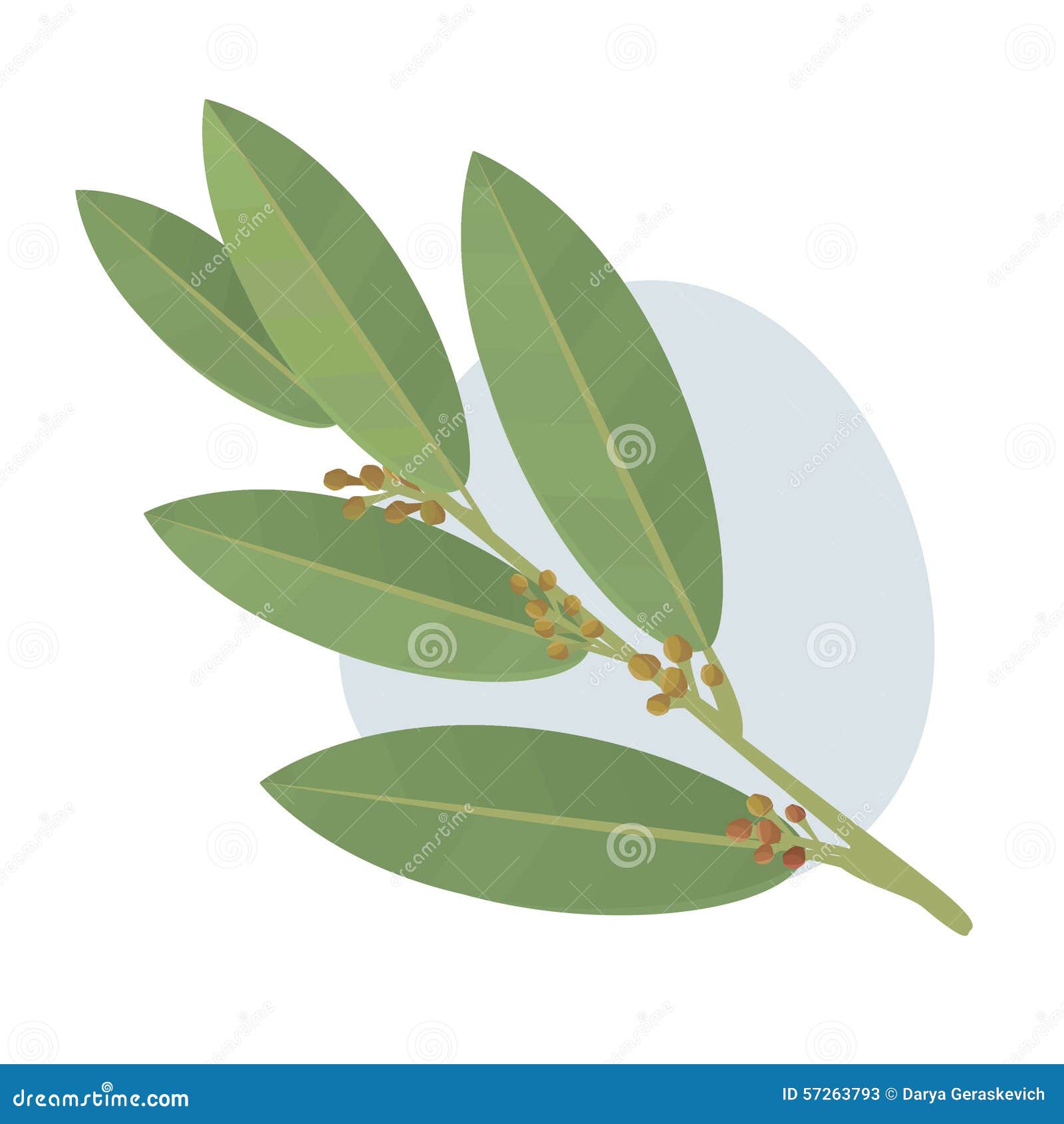 Bay Leaves Vector Illustration. Stock Vector Illustration of laurel