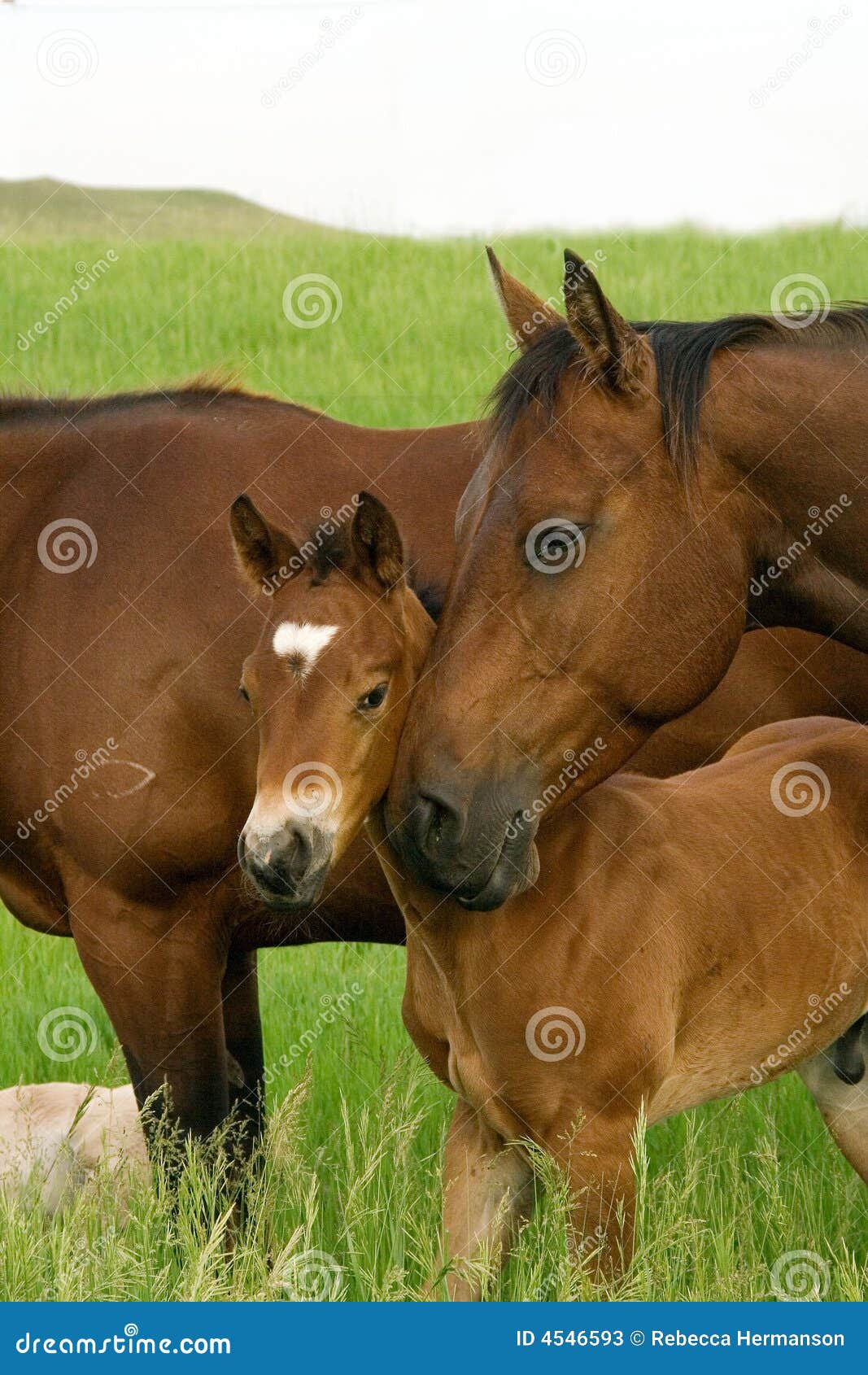 bay mare and foal