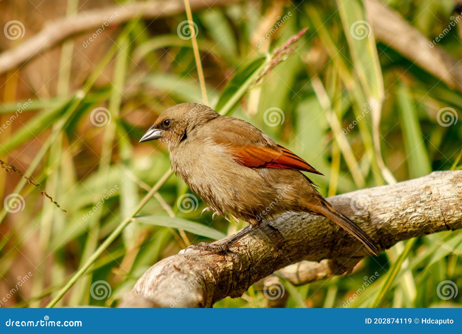 bay-winged cowbird, molothrus badius, perched on a branch while eating. typical bird of argentina