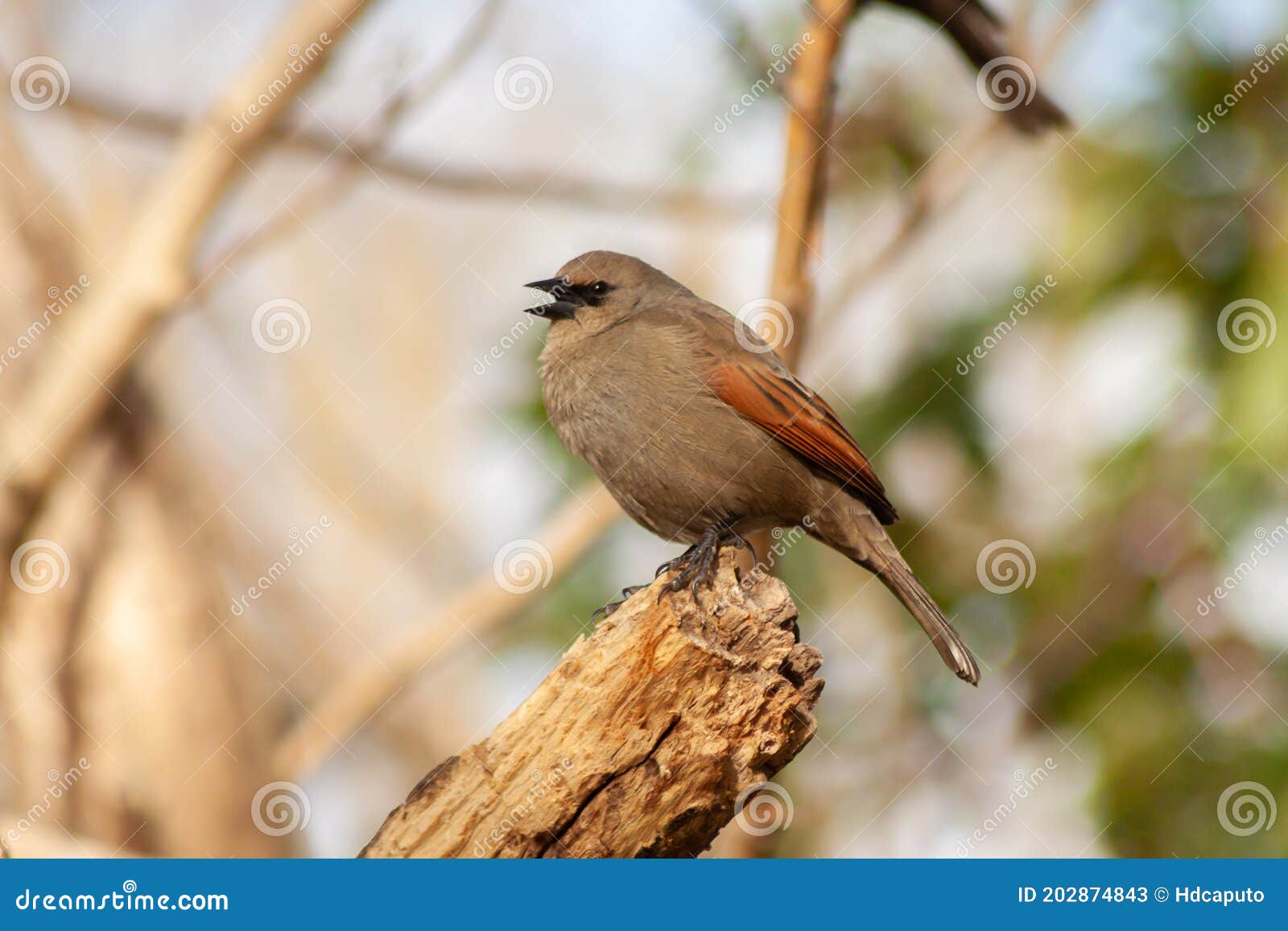 bay-winged cowbird, molothrus badius, perched on a branch while eating. typical bird of argentina