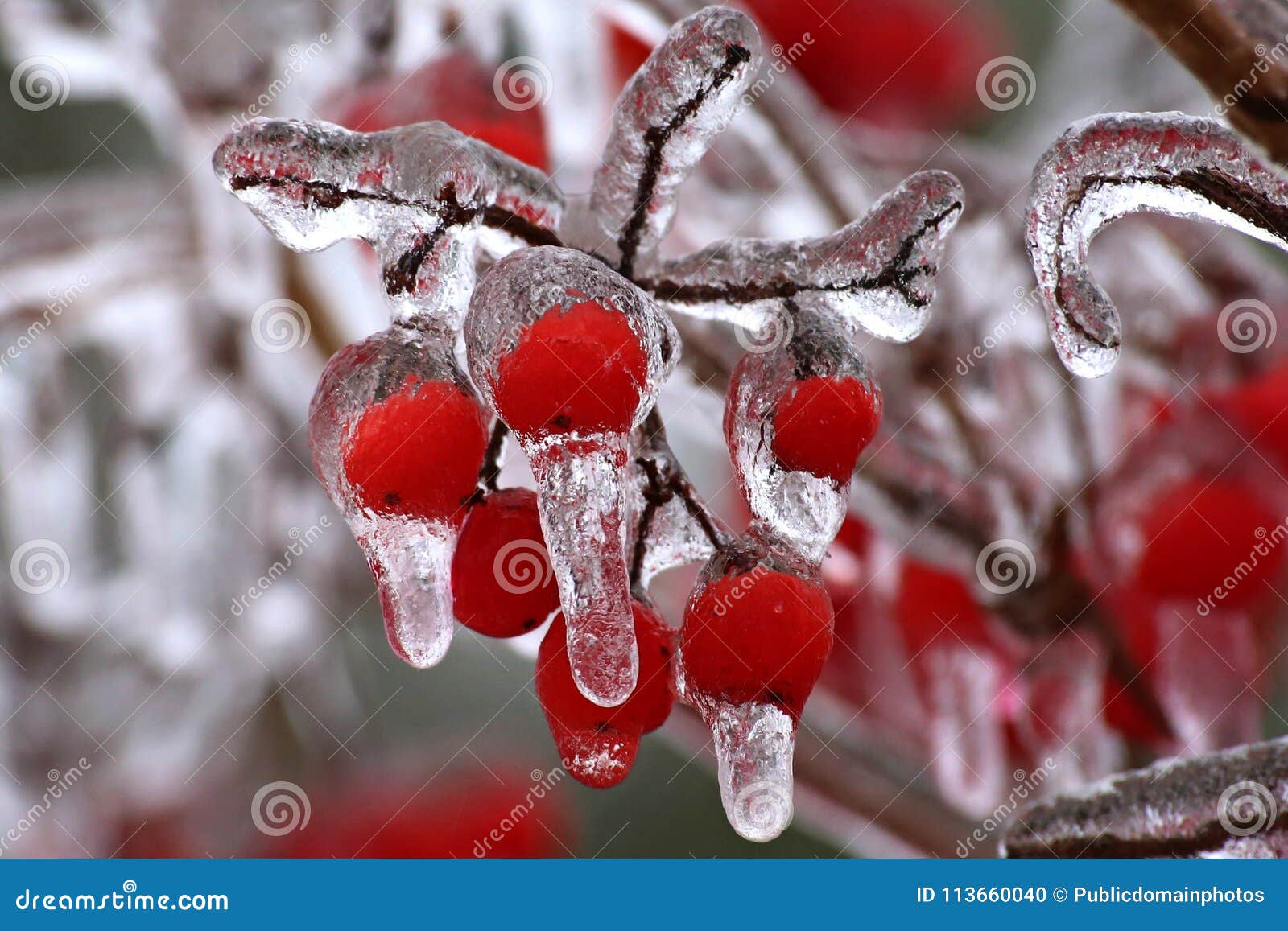 7,414 en la categoría «Cactus in snow» de fotos e imágenes de stock libres  de regalías