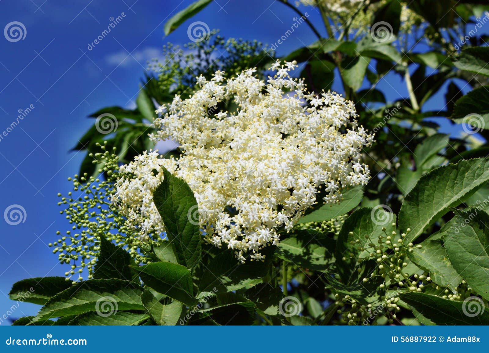 Baya del saúco floreciente. Baya del saúco medicinal floreciente en fondo del cielo azul