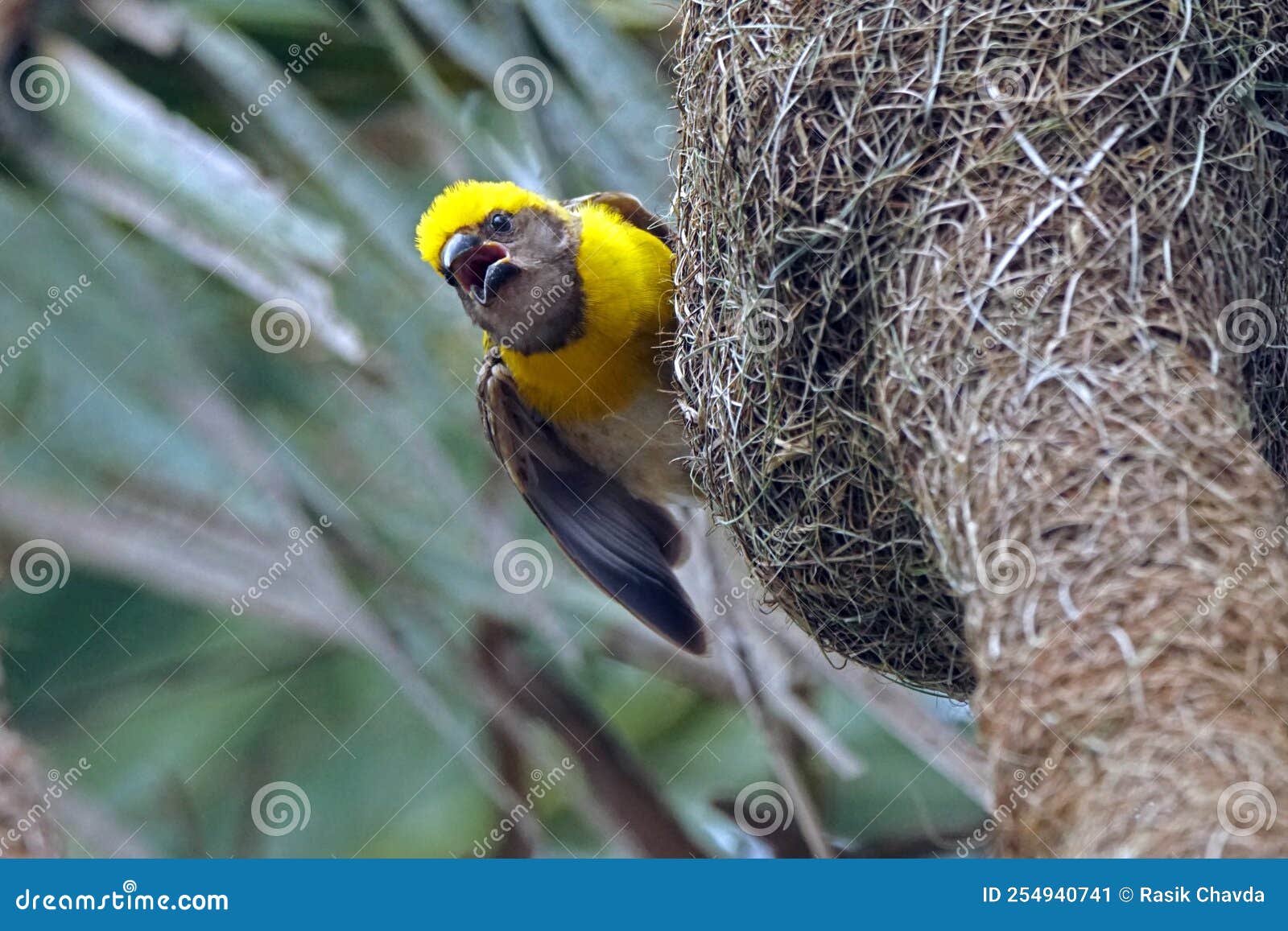 baya viver male in nesting session