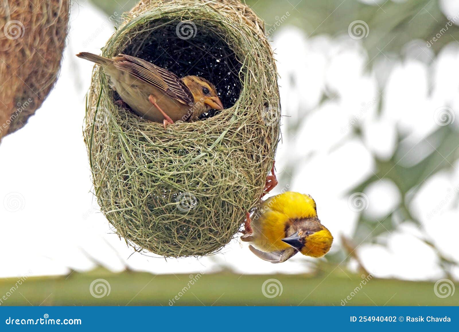 baya viver male in nesting session