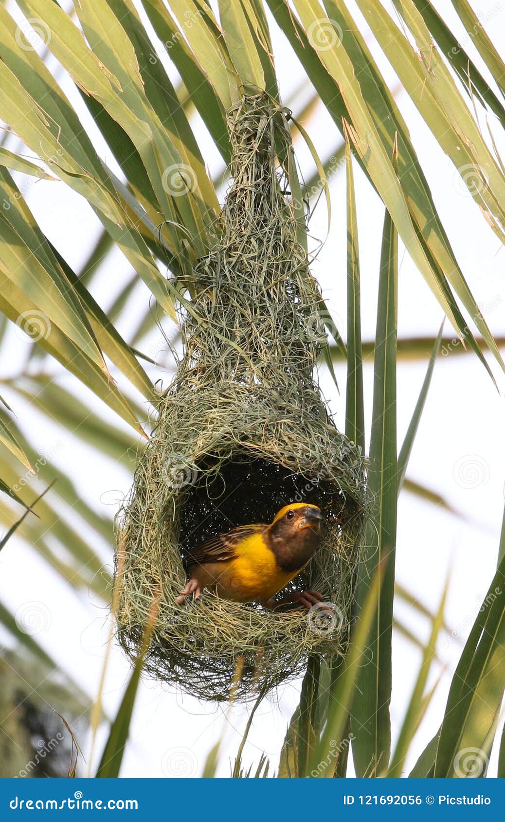 baya weaver