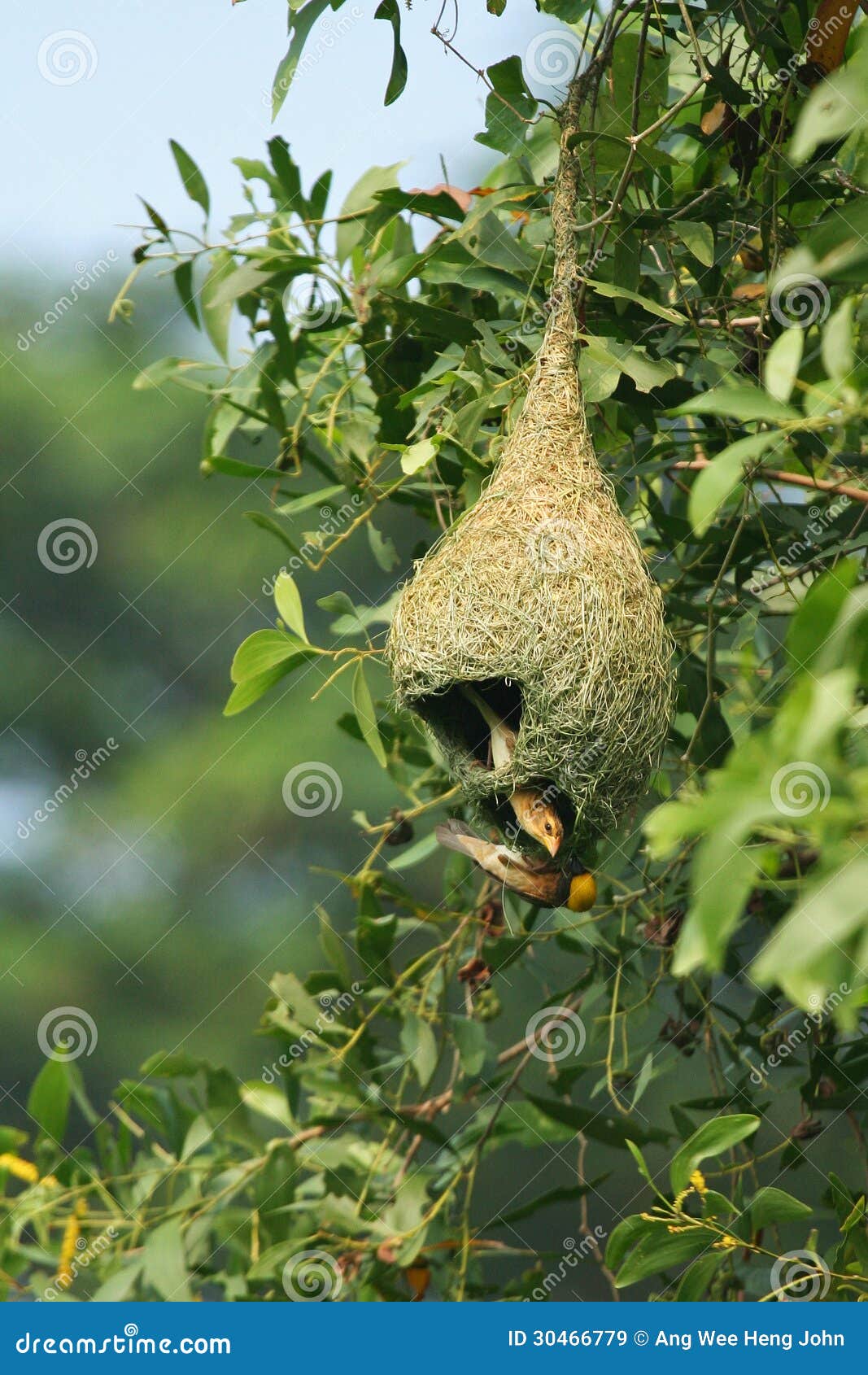 baya weaver bird